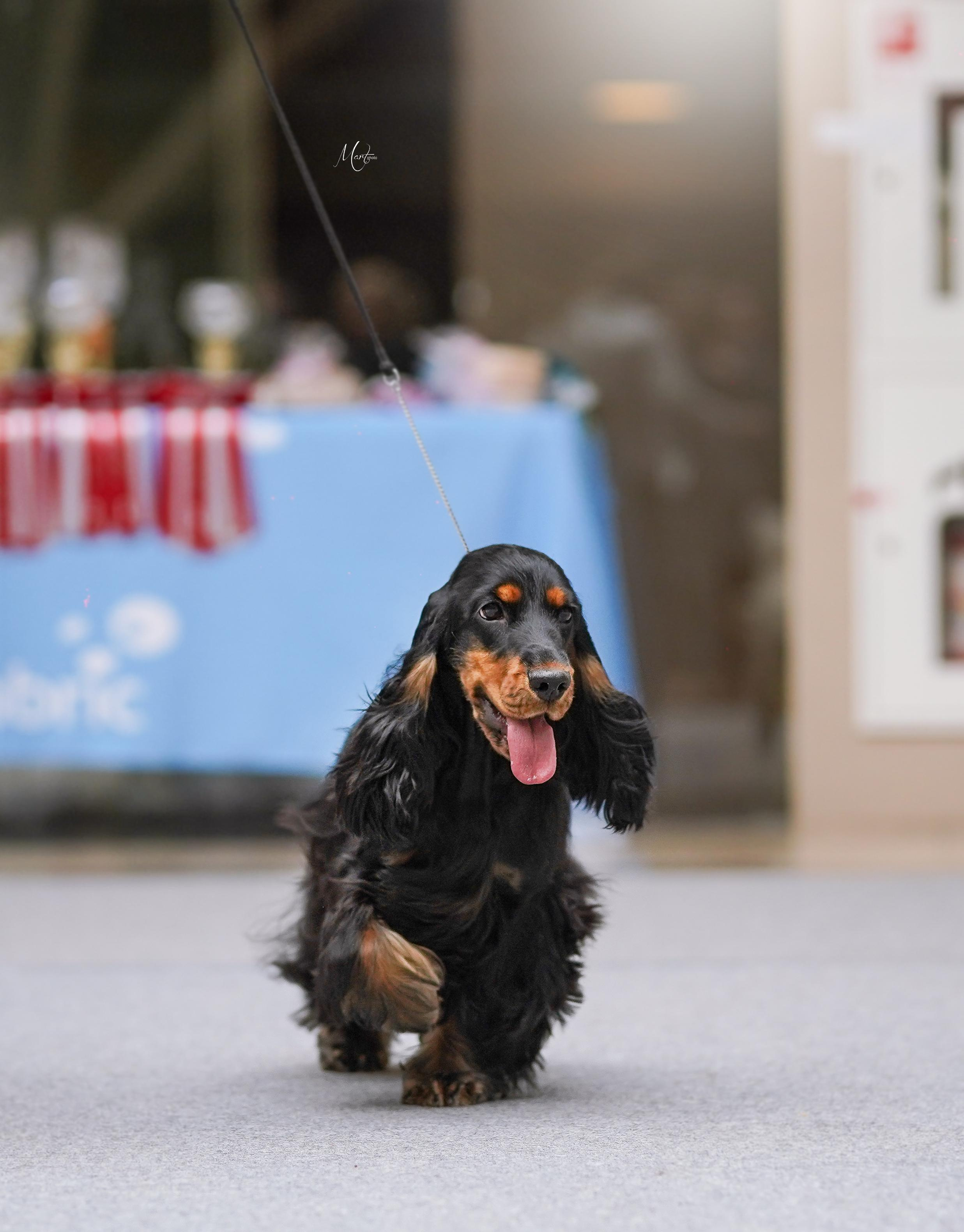 Выставки 2023. Фотограф-анималист в Санкт-Петербурге Яна Мартынова