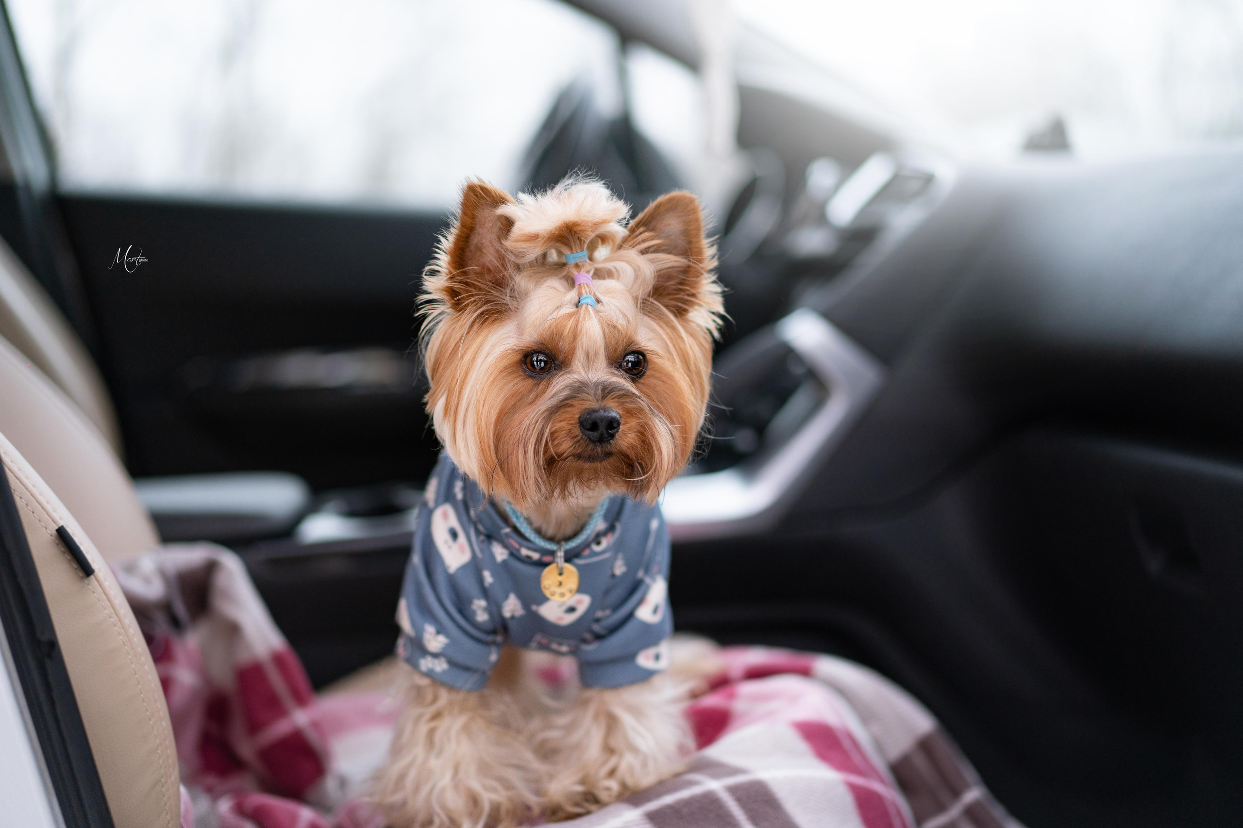 Эффи, Юни зима 23'. Фотограф-анималист в Санкт-Петербурге Яна Мартынова