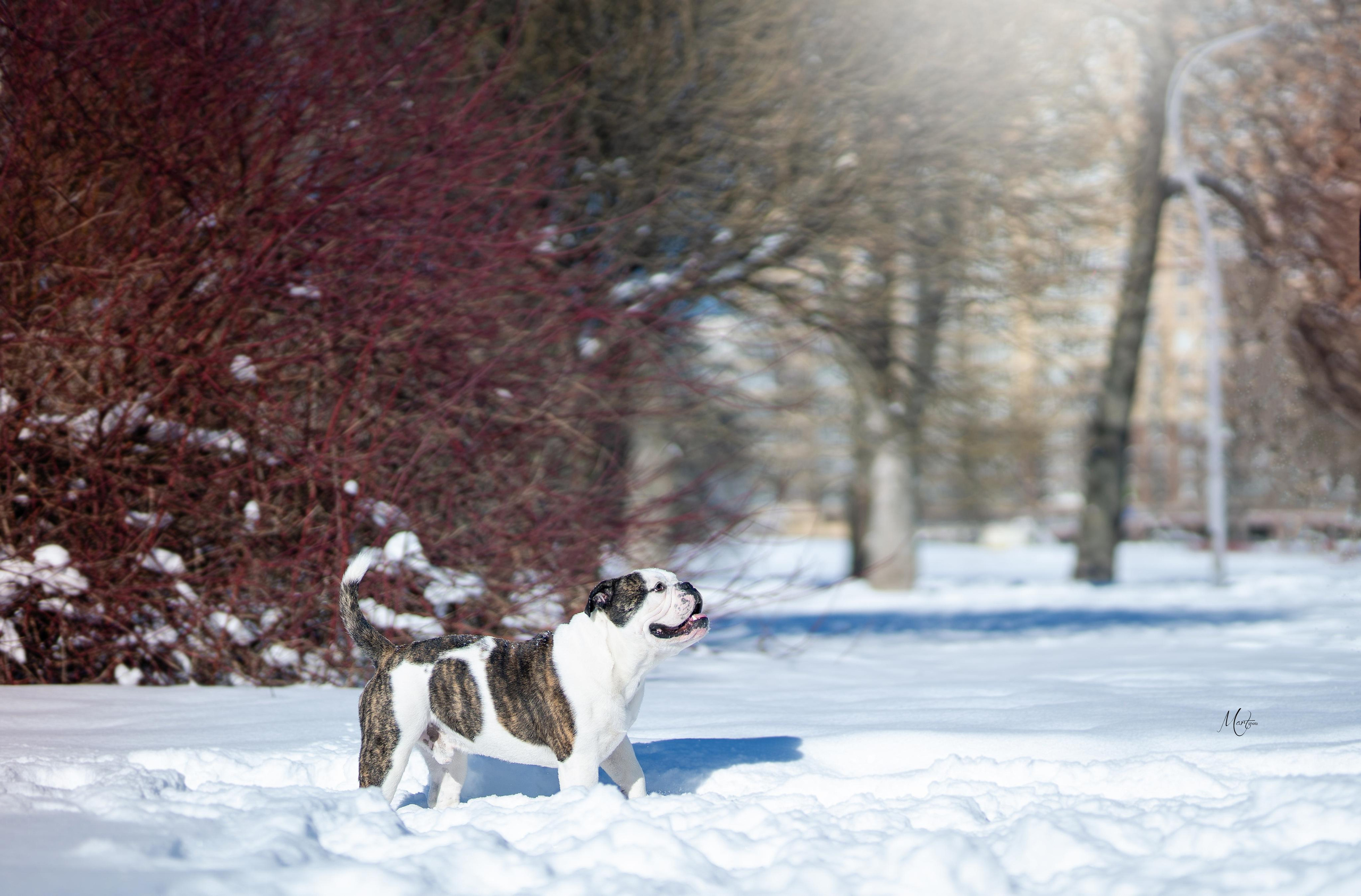 Наташа и Прайм. Фотограф-анималист в Санкт-Петербурге Яна Мартынова