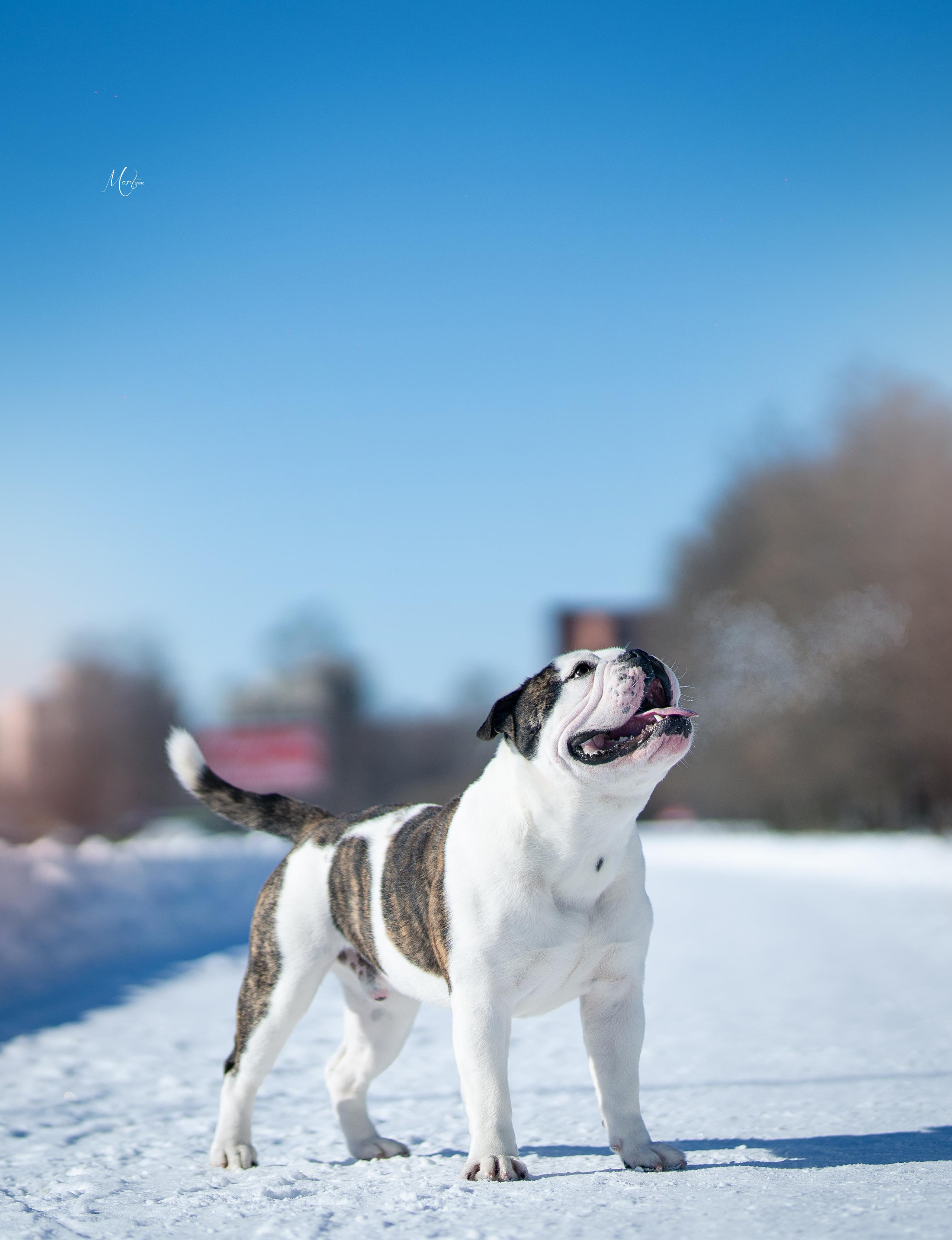 Наташа и Прайм. Фотограф-анималист в Санкт-Петербурге Яна Мартынова