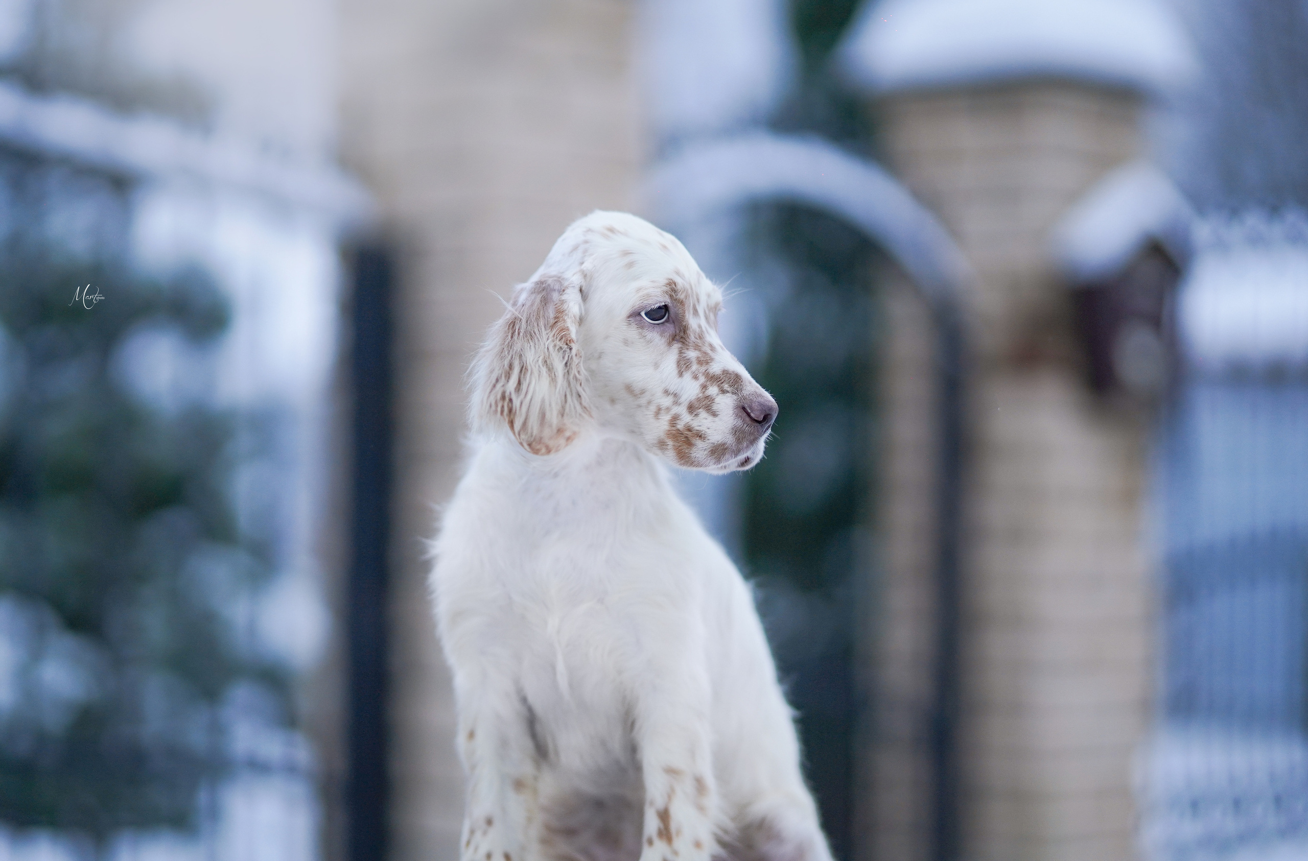 Щенки английского сеттера. Фотограф-анималист в Санкт-Петербурге Яна Мартынова