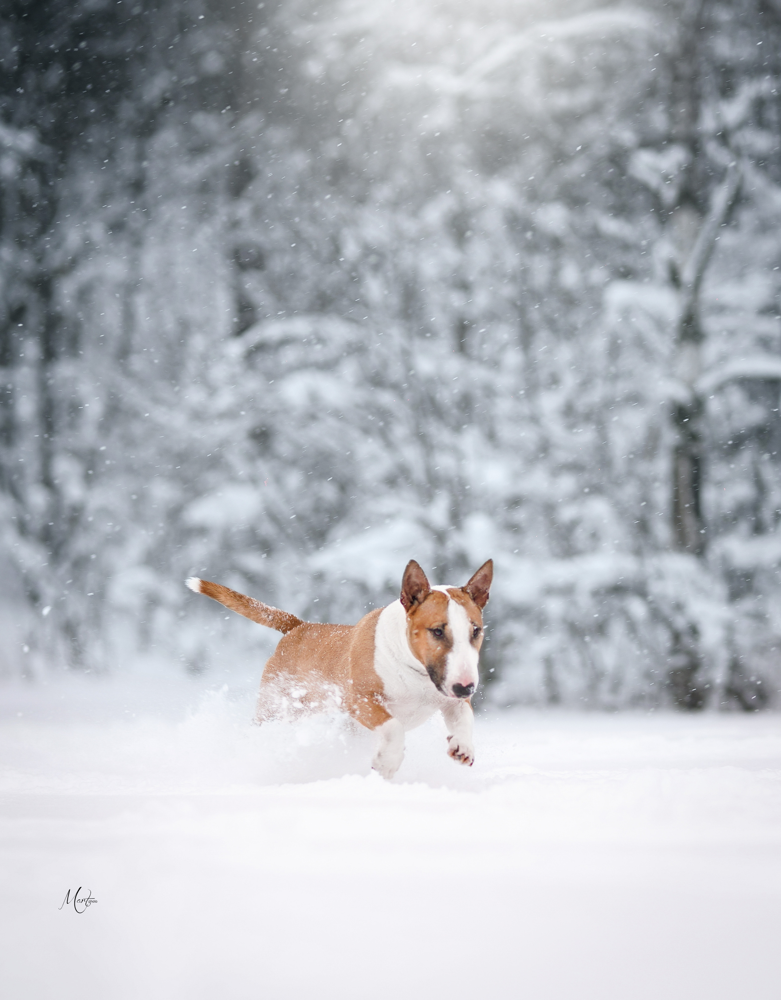 Юни зима. Фотограф-анималист в Санкт-Петербурге Яна Мартынова