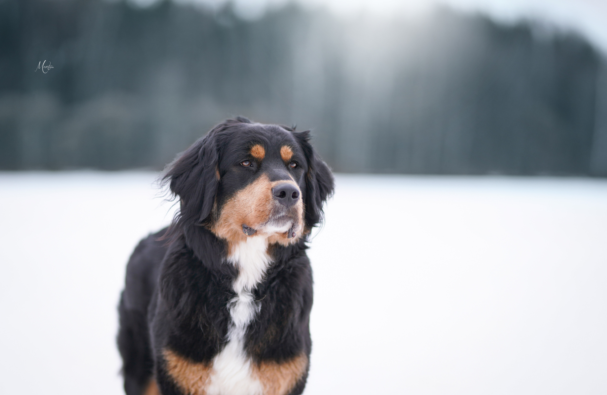 Экстерьерная съемка 2023. Фотограф-анималист в Санкт-Петербурге Яна Мартынова