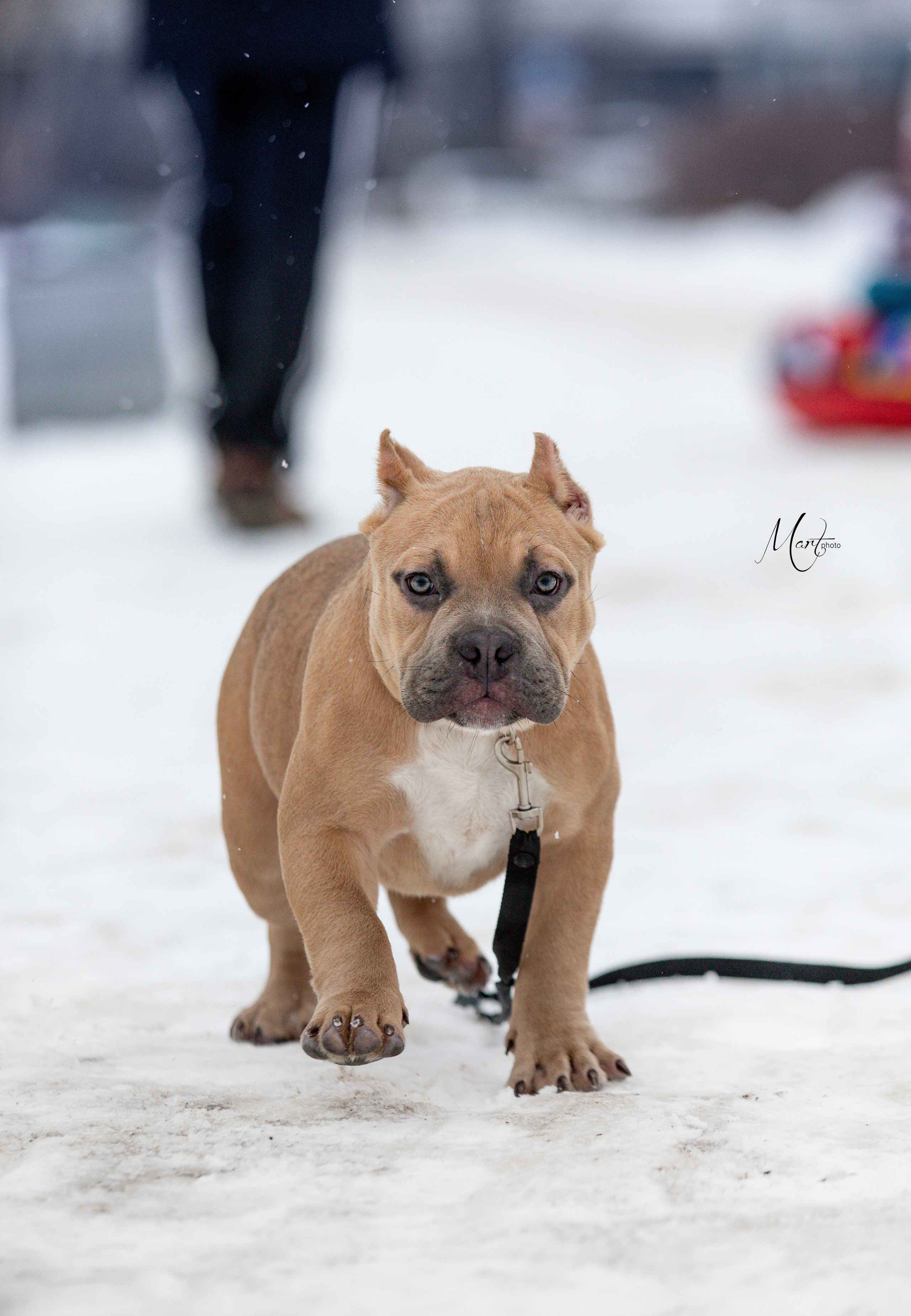 Щенки американского булли. Фотограф-анималист в Санкт-Петербурге Яна Мартынова