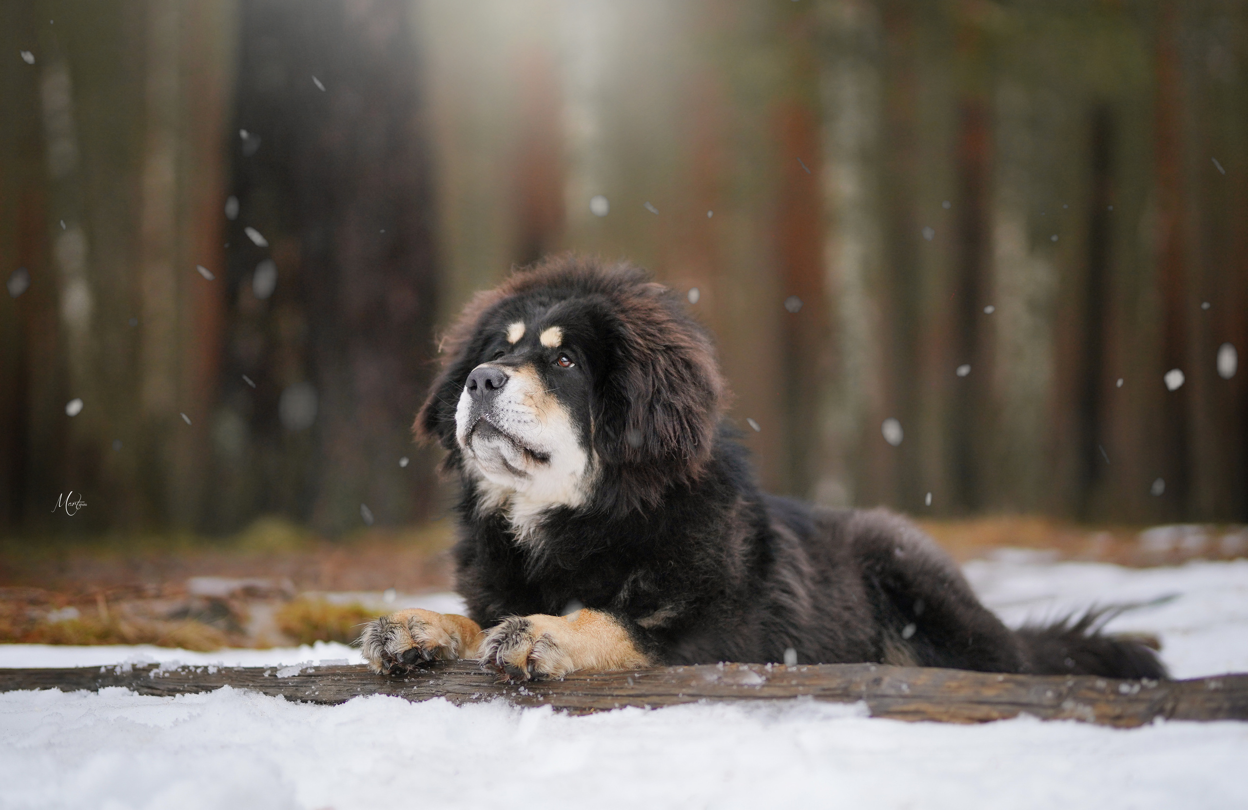 Тибеты. Фотограф-анималист в Санкт-Петербурге Яна Мартынова