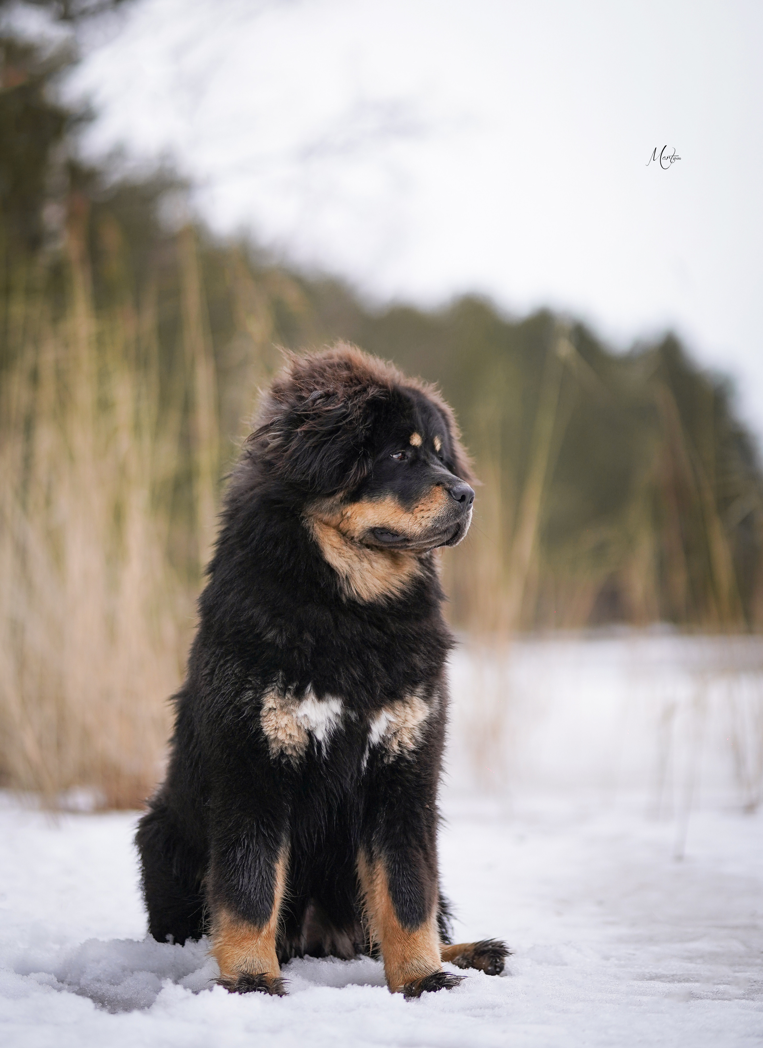 Тибеты. Фотограф-анималист в Санкт-Петербурге Яна Мартынова