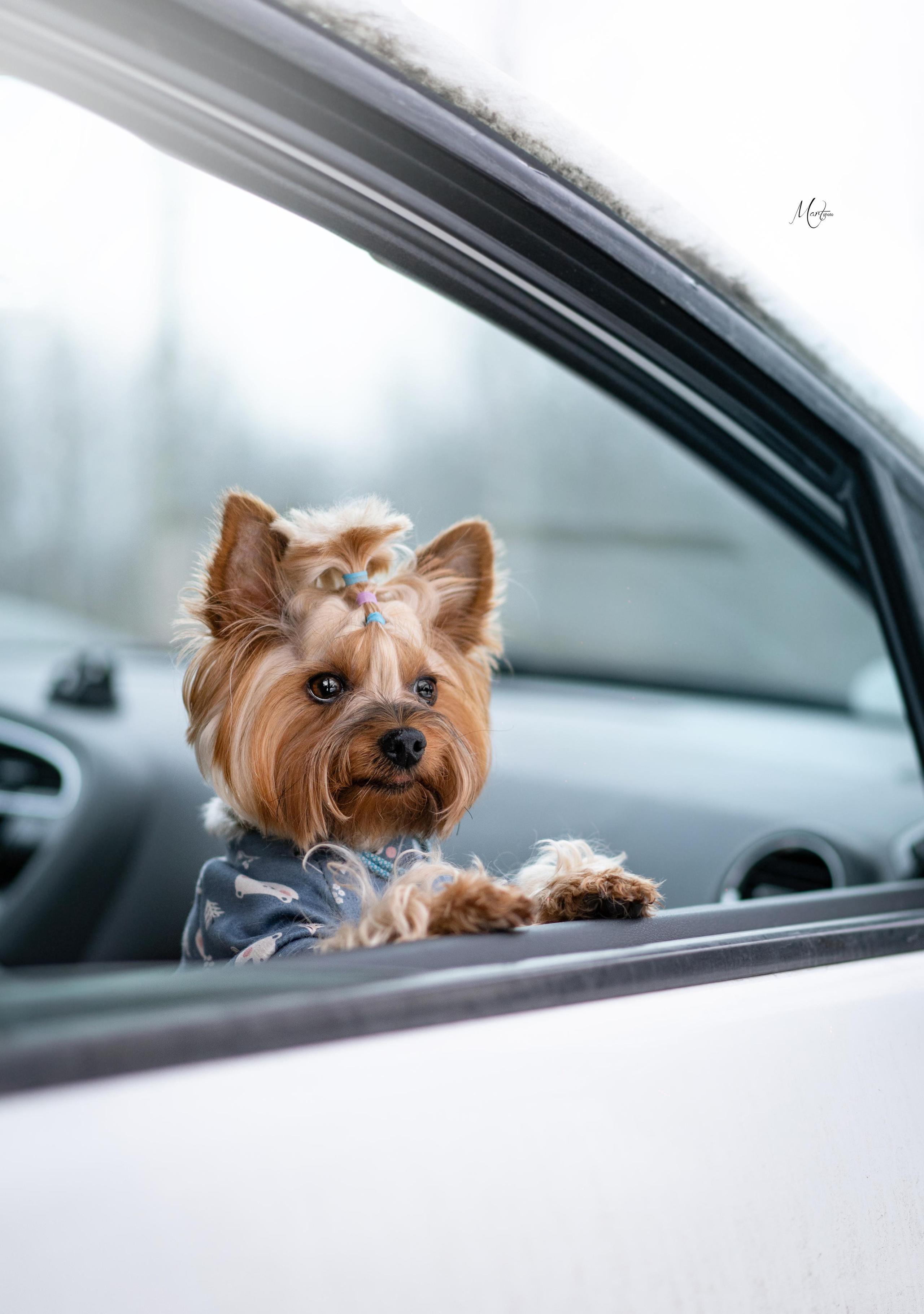 Эффи, Юни зима 23'. Фотограф-анималист в Санкт-Петербурге Яна Мартынова