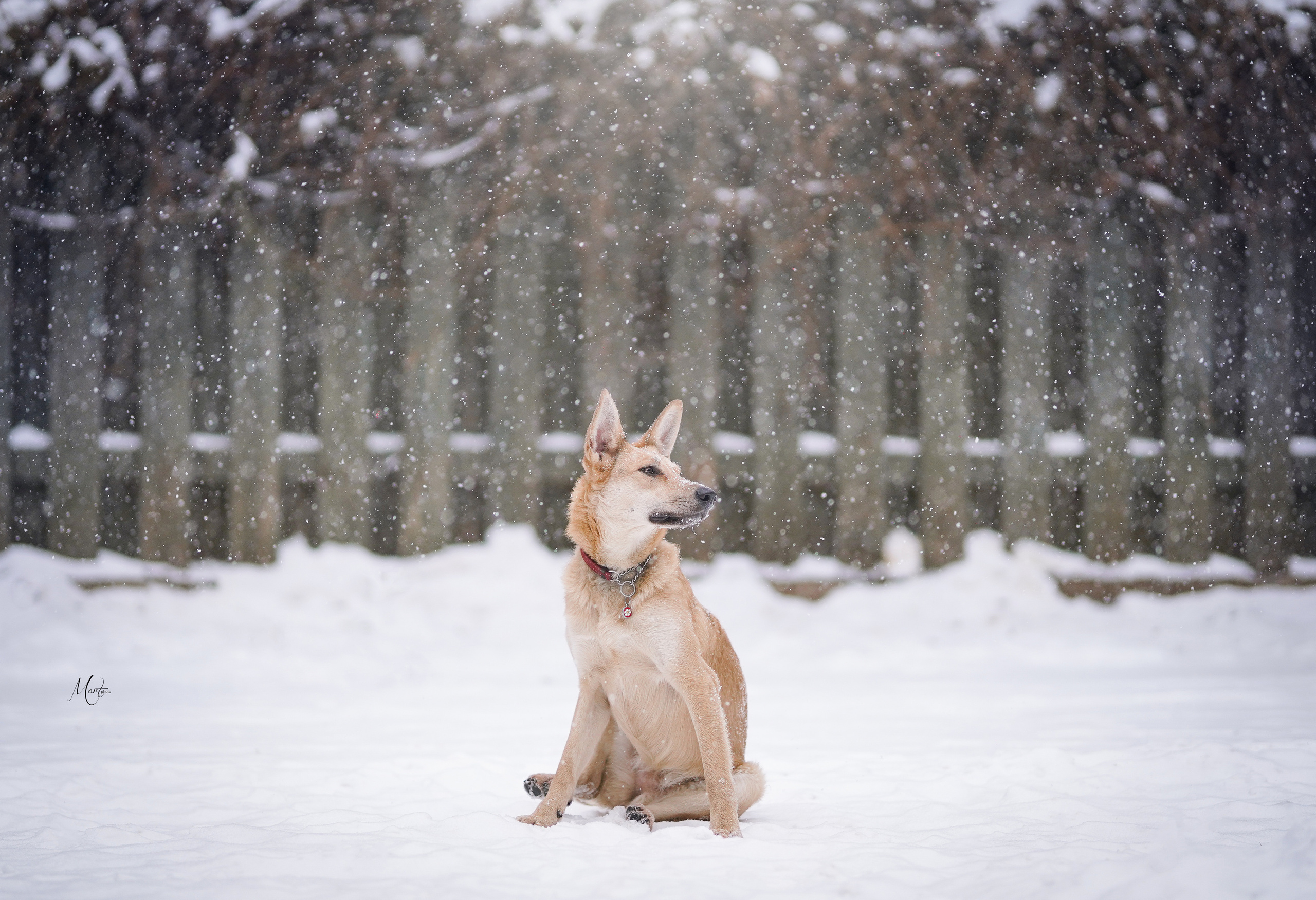 Ищут дом. Фотограф-анималист в Санкт-Петербурге Яна Мартынова