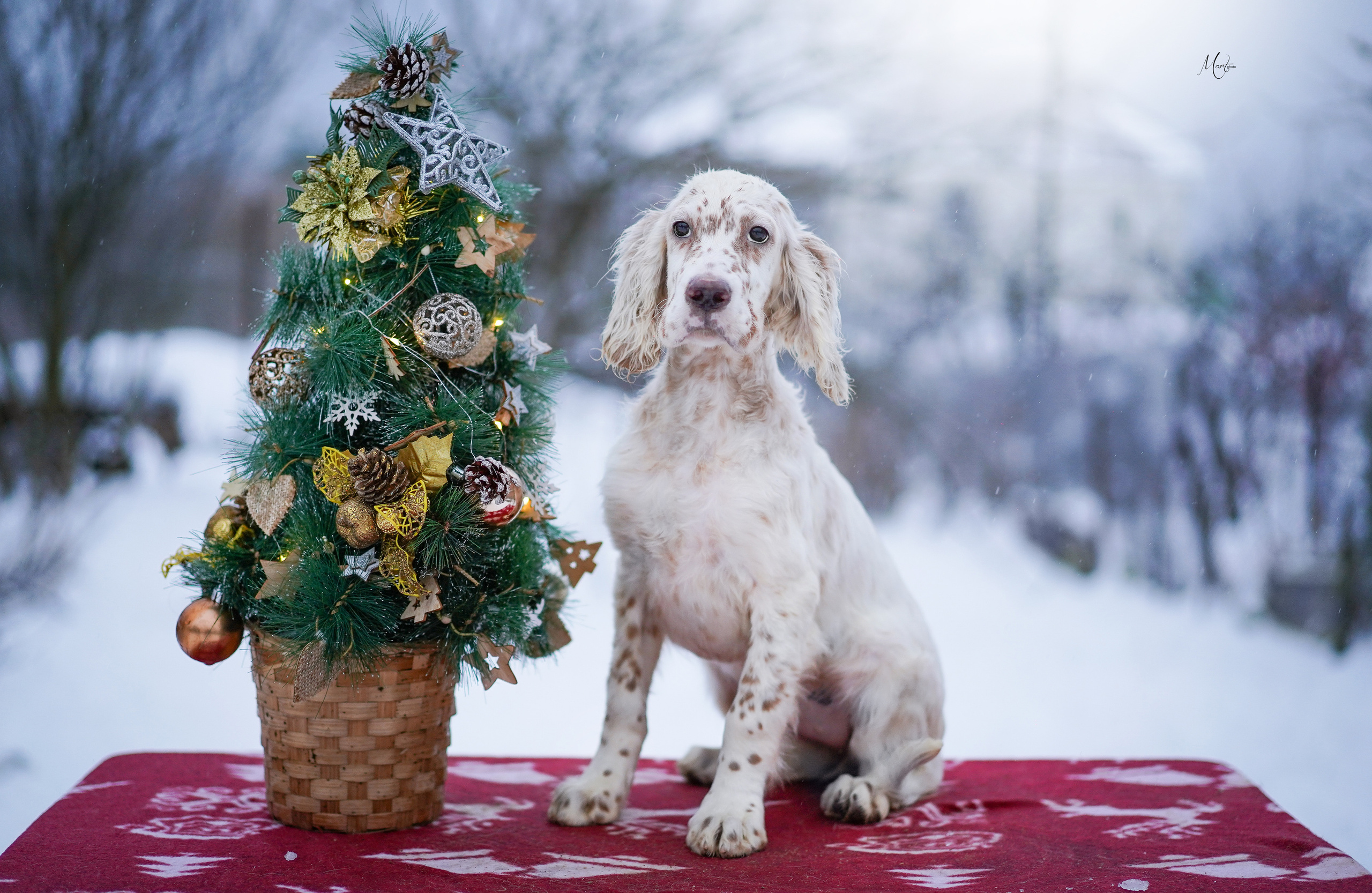 Щенки английского сеттера. Фотограф-анималист в Санкт-Петербурге Яна Мартынова