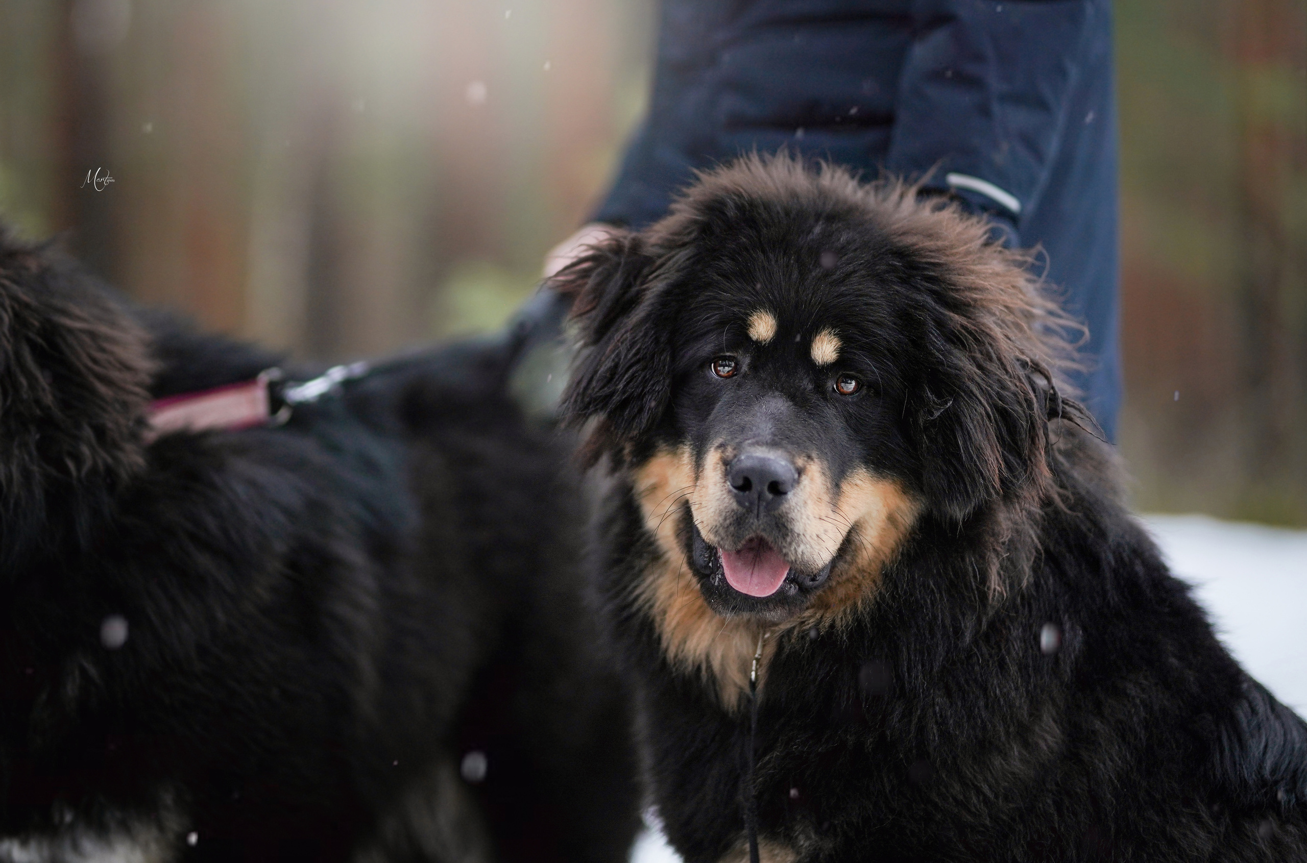 Тибеты. Фотограф-анималист в Санкт-Петербурге Яна Мартынова
