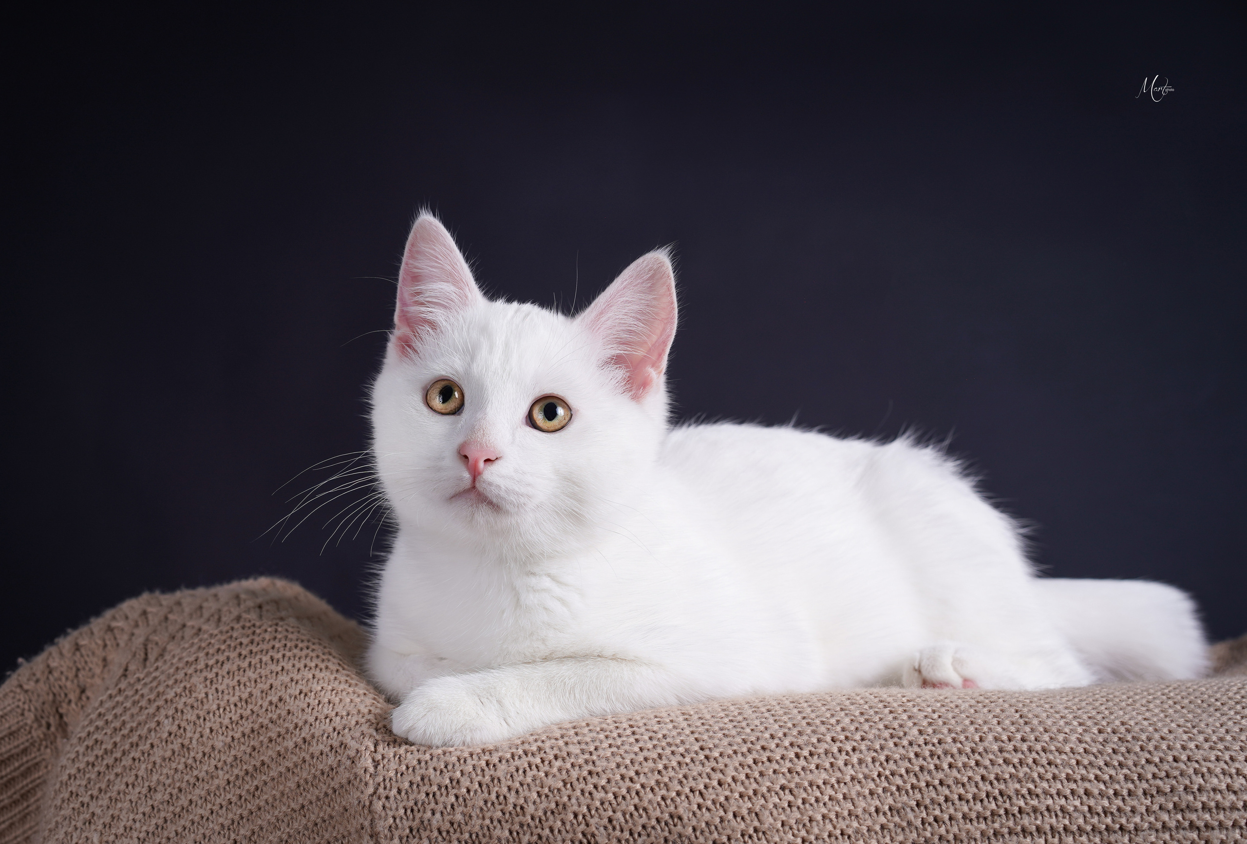 Сэм, Маффин и Эффи. Фотограф-анималист в Санкт-Петербурге Яна Мартынова