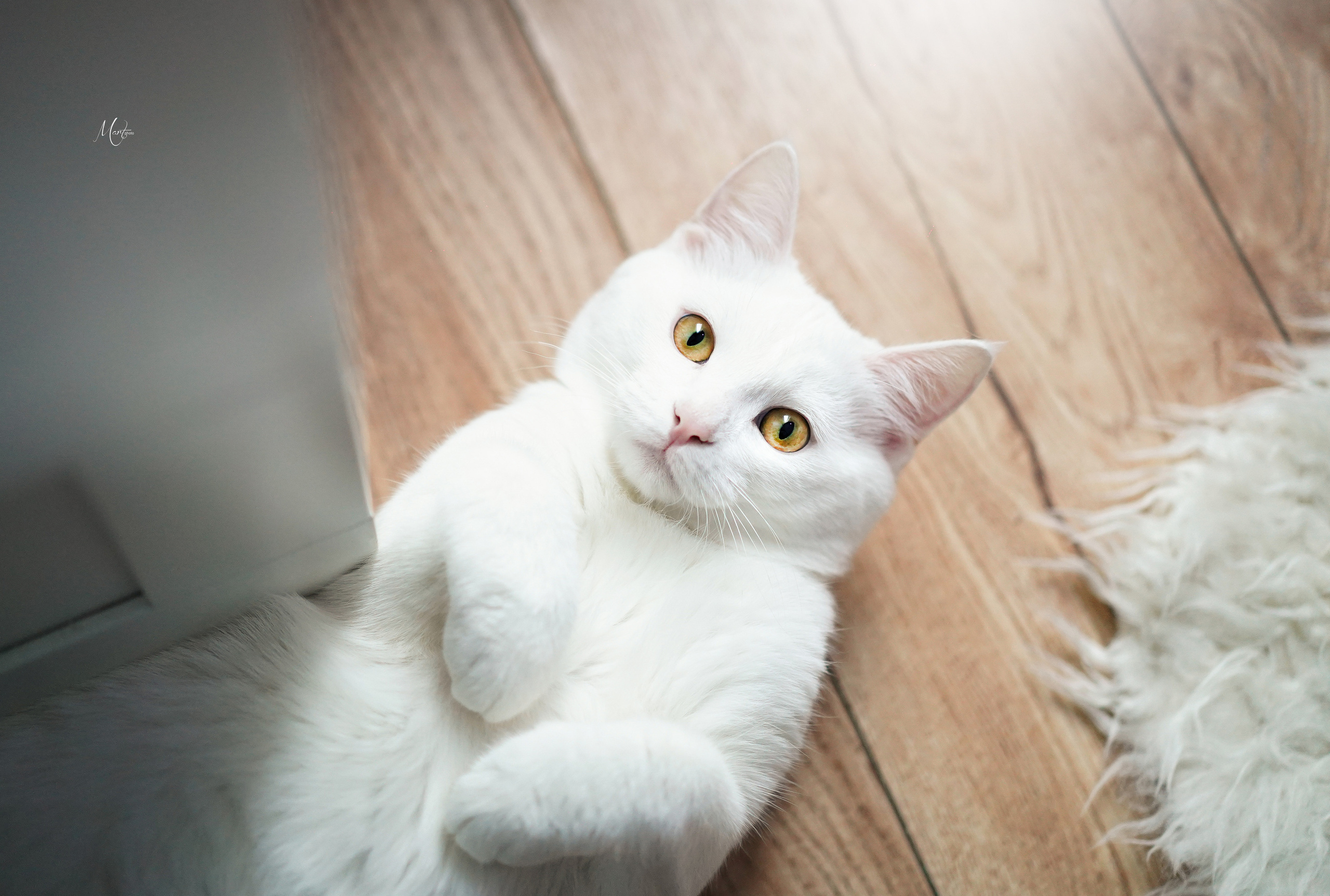 Услуги. Фотограф-анималист в Санкт-Петербурге Яна Мартынова