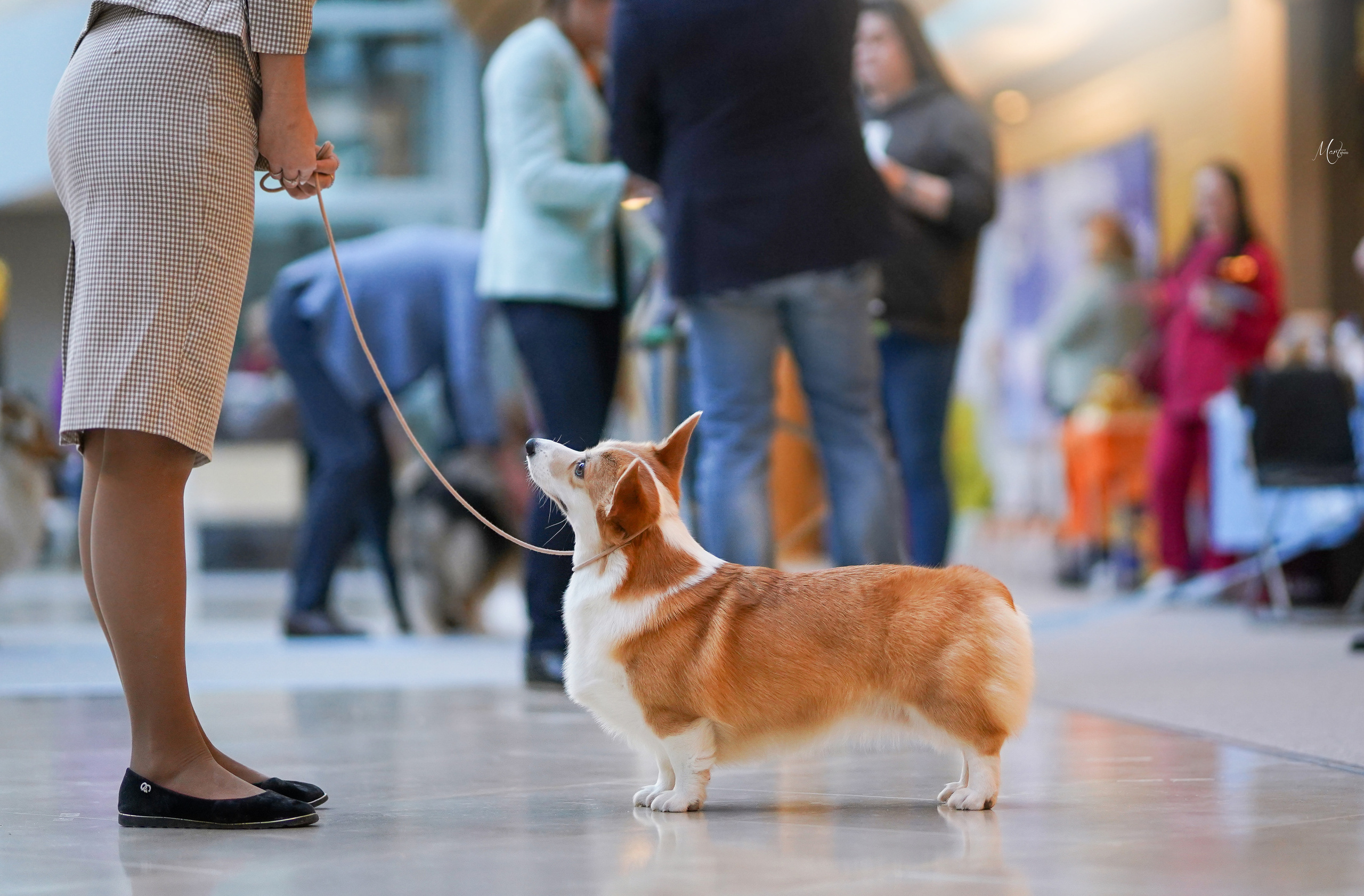 Выставки 2023. Фотограф-анималист в Санкт-Петербурге Яна Мартынова
