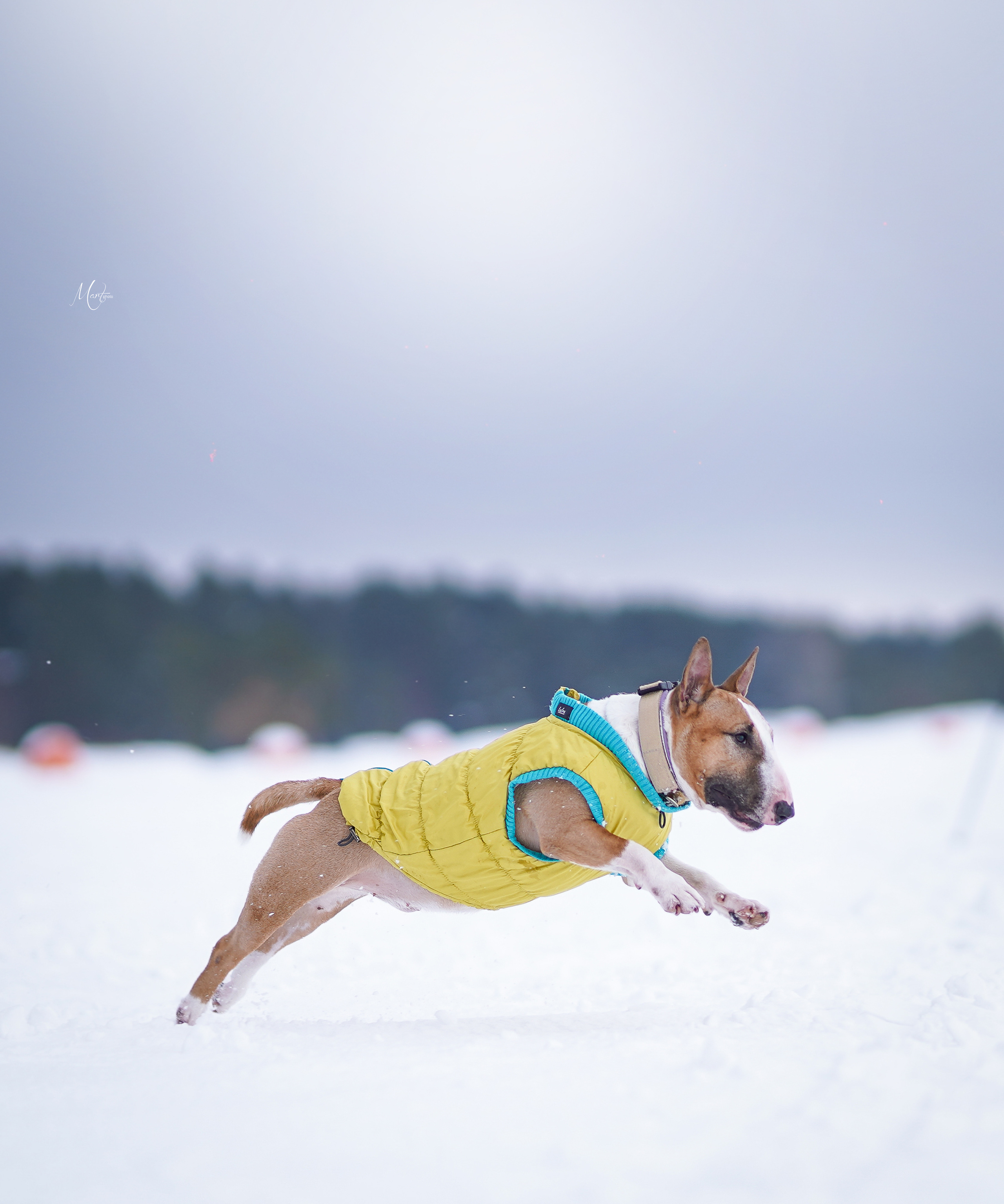 Эффи, Юни зима 23'. Фотограф-анималист в Санкт-Петербурге Яна Мартынова