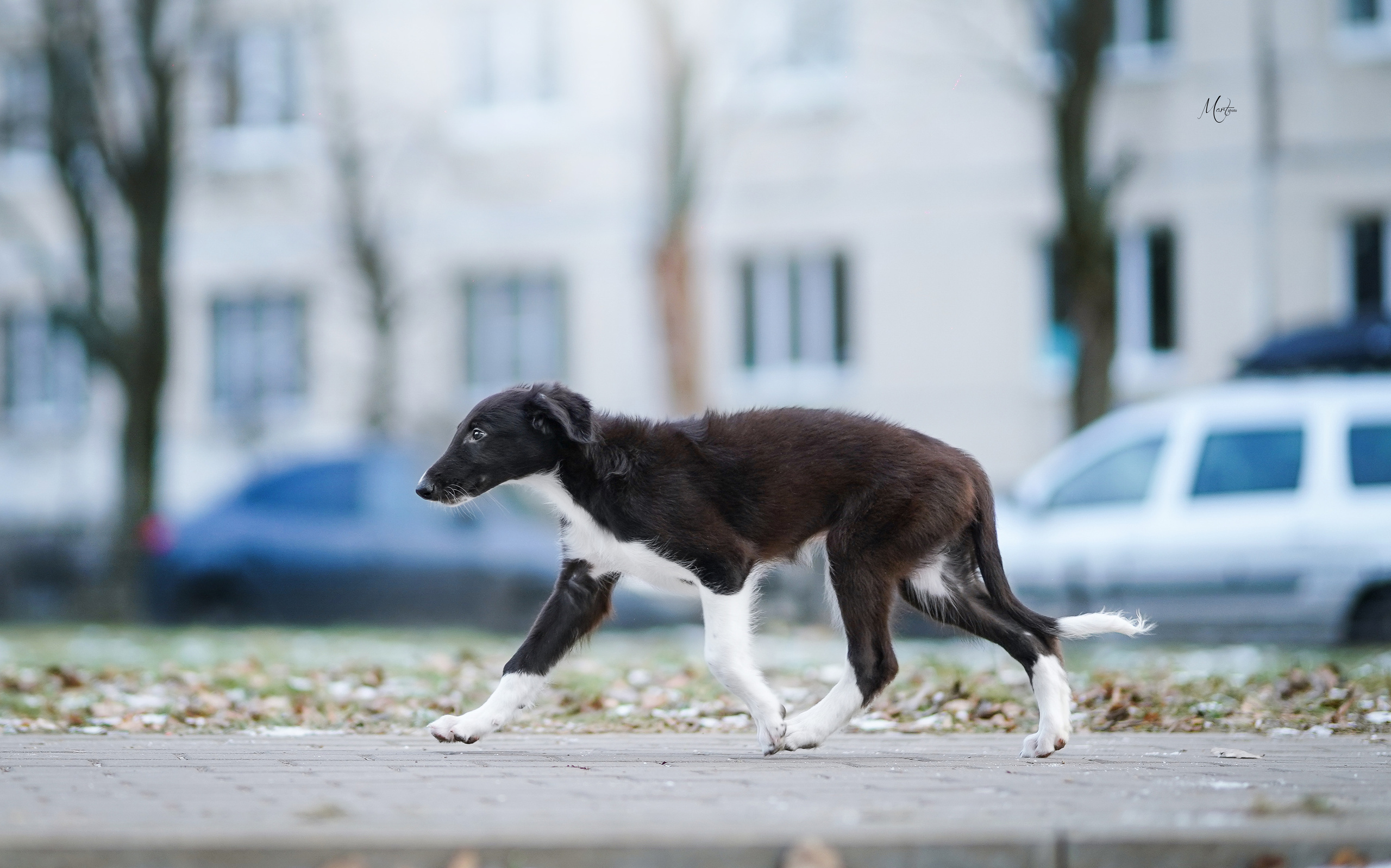 Щенки русской псовой борзой. Фотограф-анималист в Санкт-Петербурге Яна Мартынова