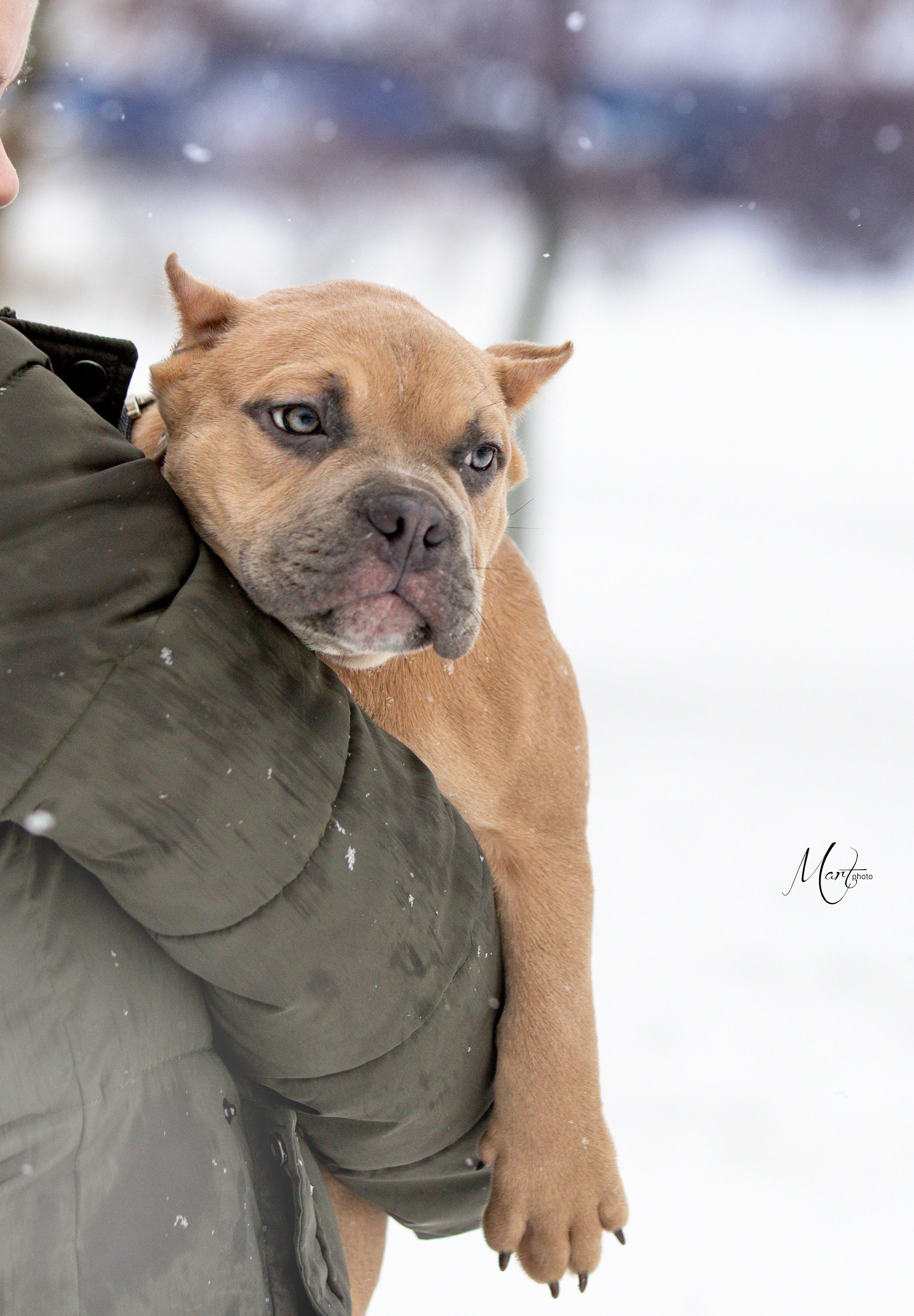 Щенки американского булли. Фотограф-анималист в Санкт-Петербурге Яна Мартынова