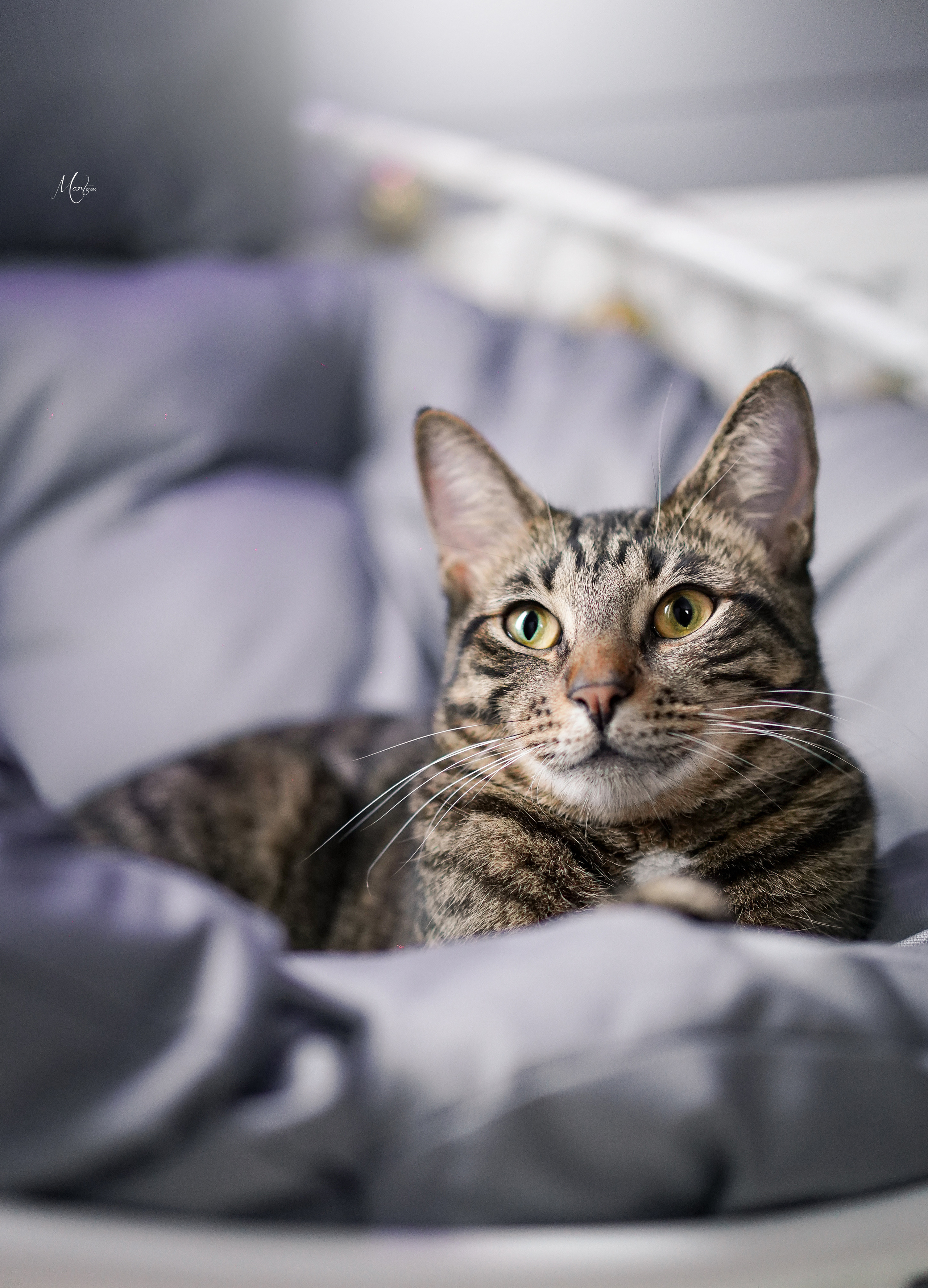 Услуги. Фотограф-анималист в Санкт-Петербурге Яна Мартынова