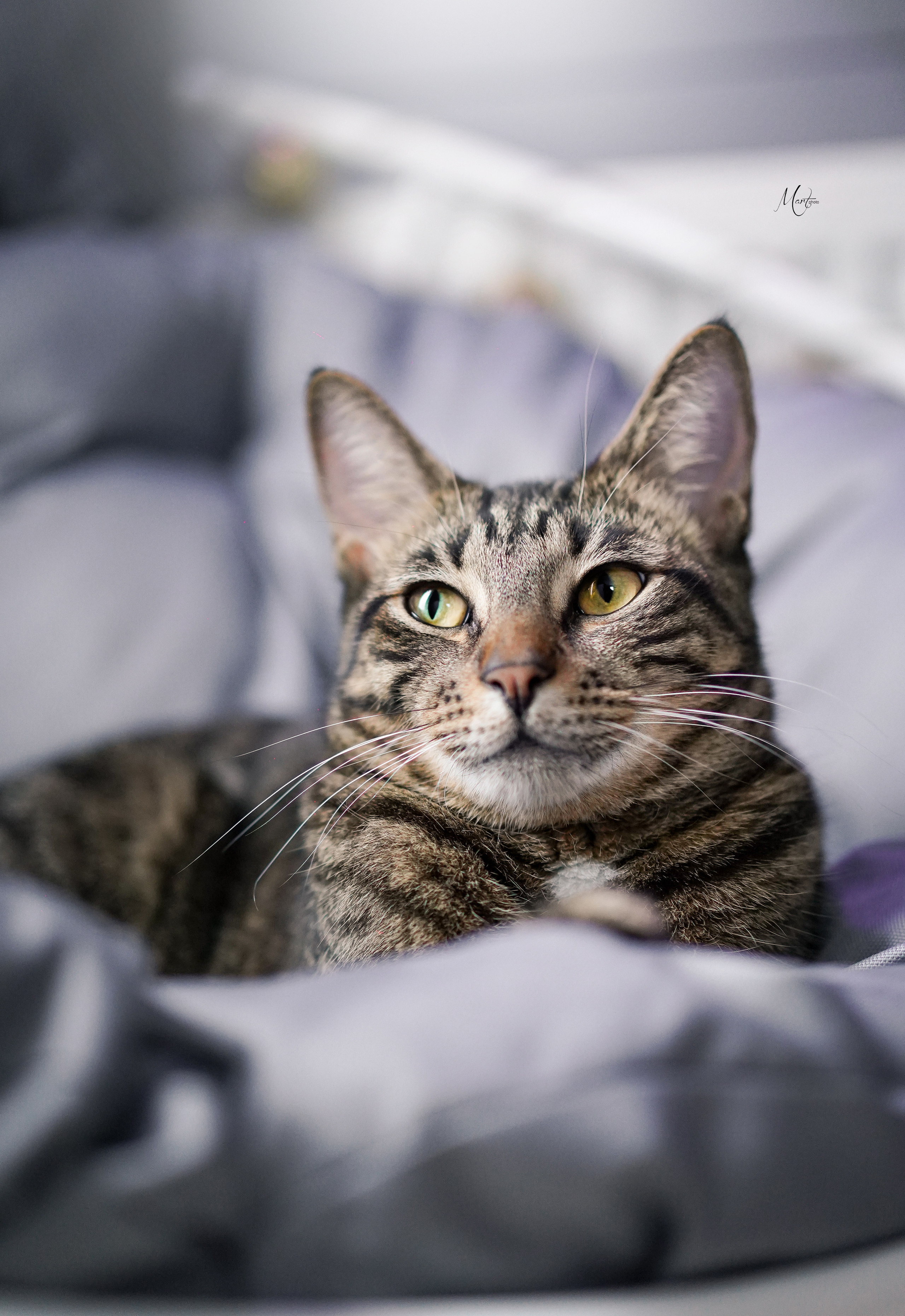 Сэм и Маффин. Фотограф-анималист в Санкт-Петербурге Яна Мартынова