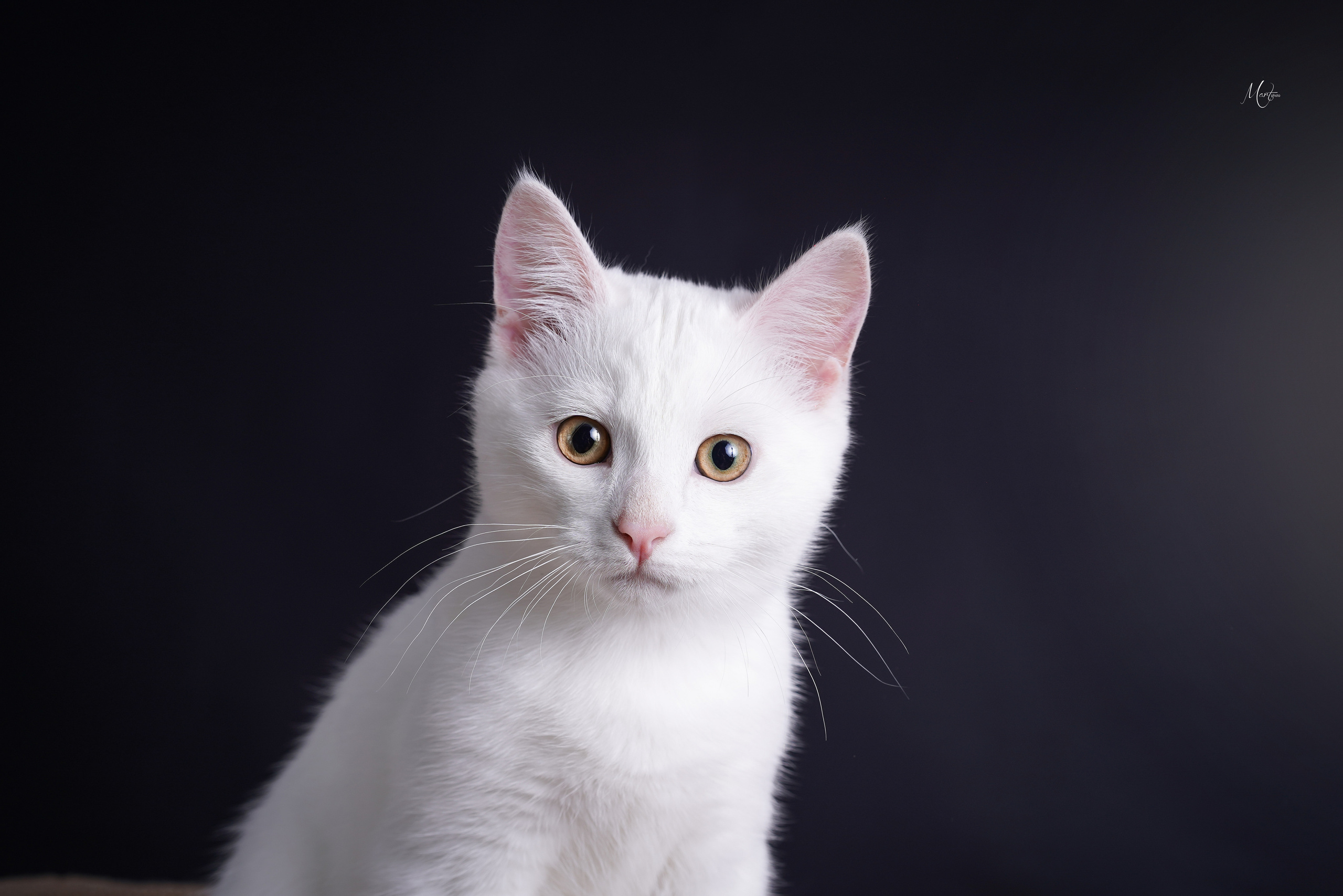 Сэм, Маффин и Эффи. Фотограф-анималист в Санкт-Петербурге Яна Мартынова