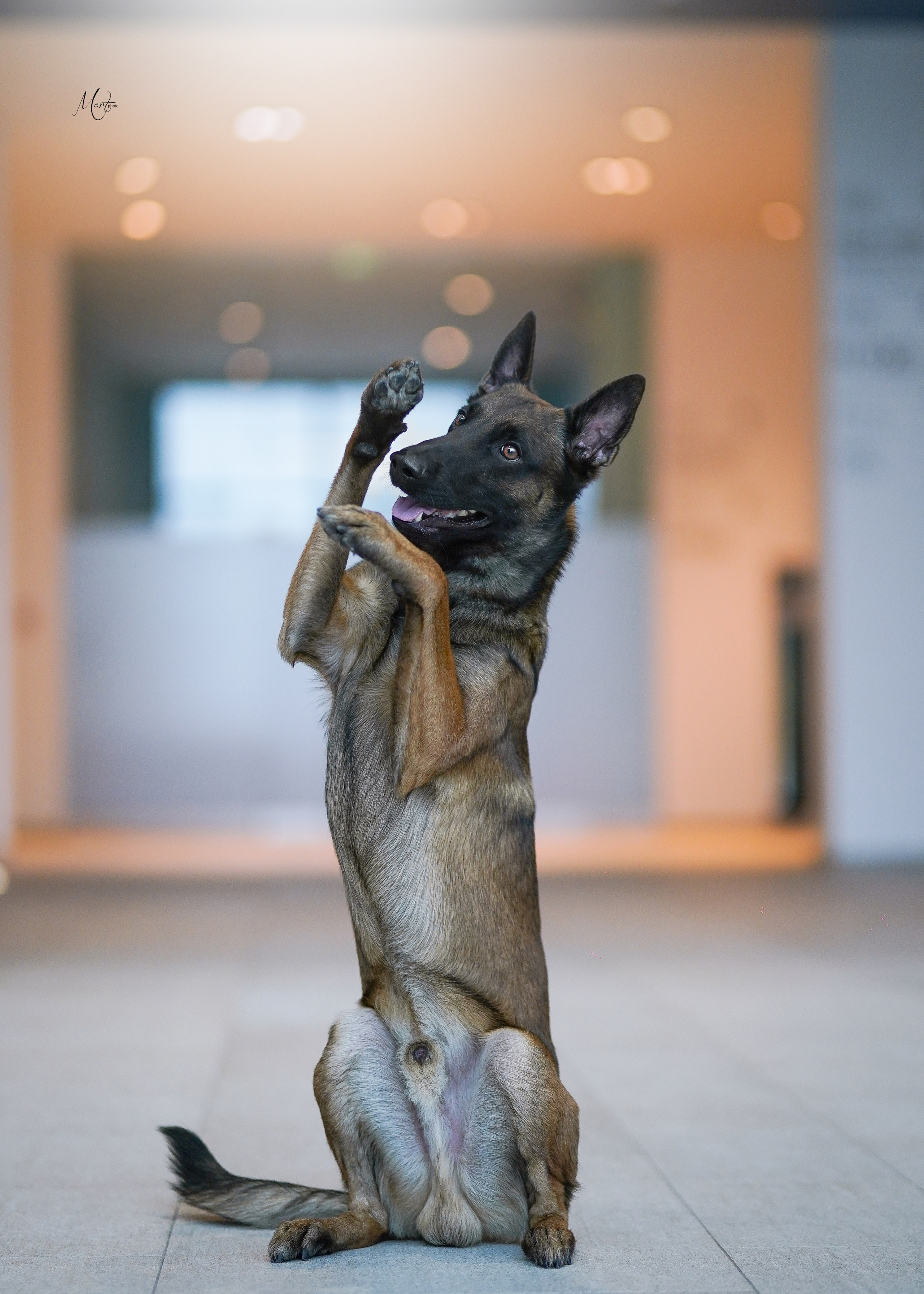 Экстерьерная съемка 2022. Фотограф-анималист в Санкт-Петербурге Яна Мартынова