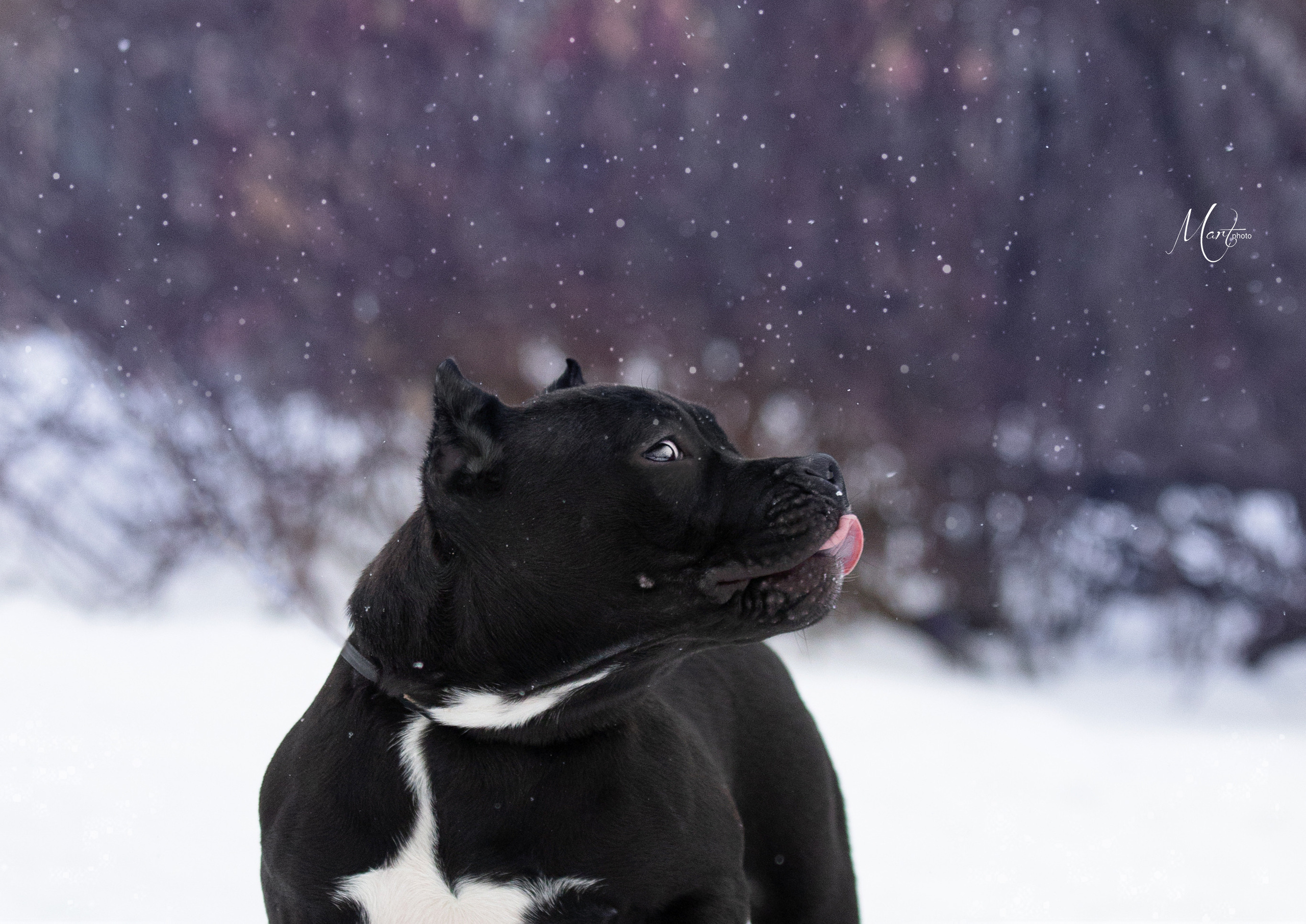 Щенки американского булли. Фотограф-анималист в Санкт-Петербурге Яна Мартынова