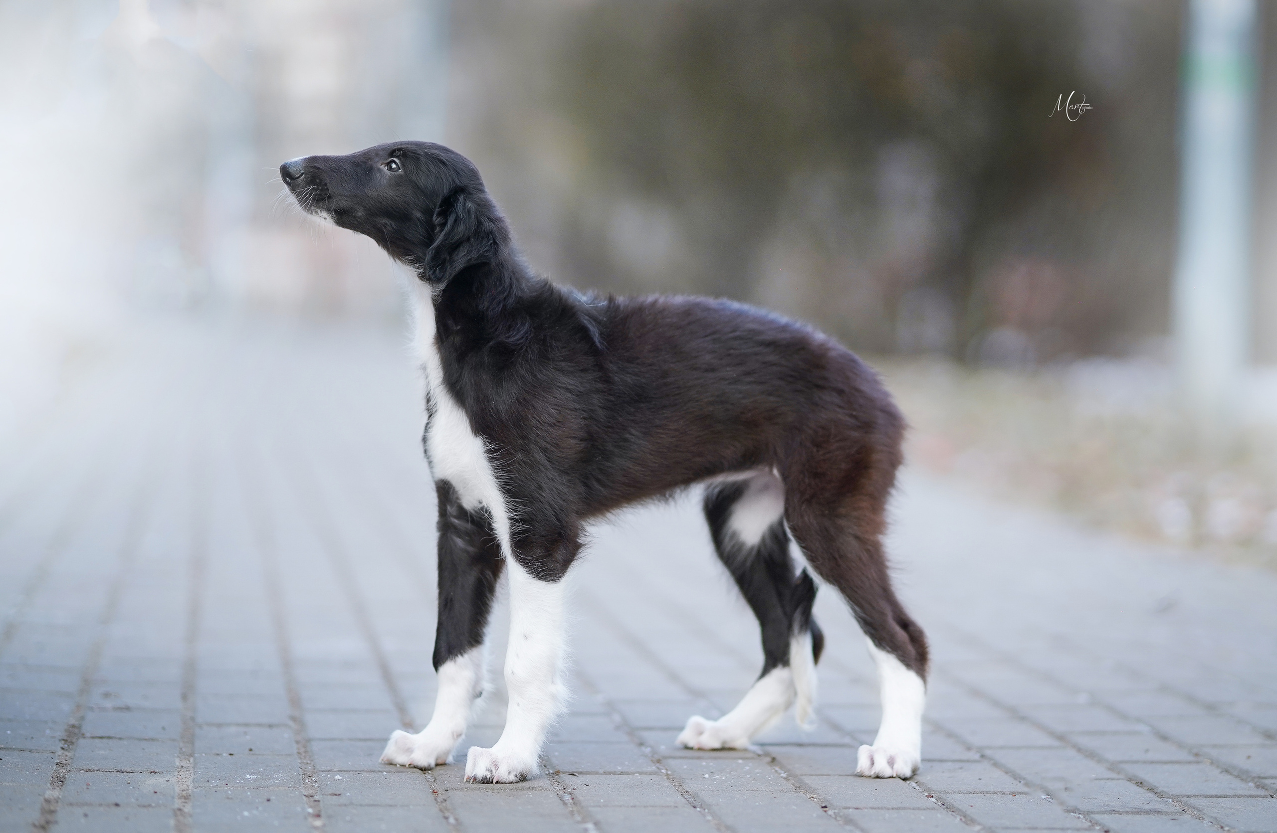 Щенки русской псовой борзой. Фотограф-анималист в Санкт-Петербурге Яна Мартынова