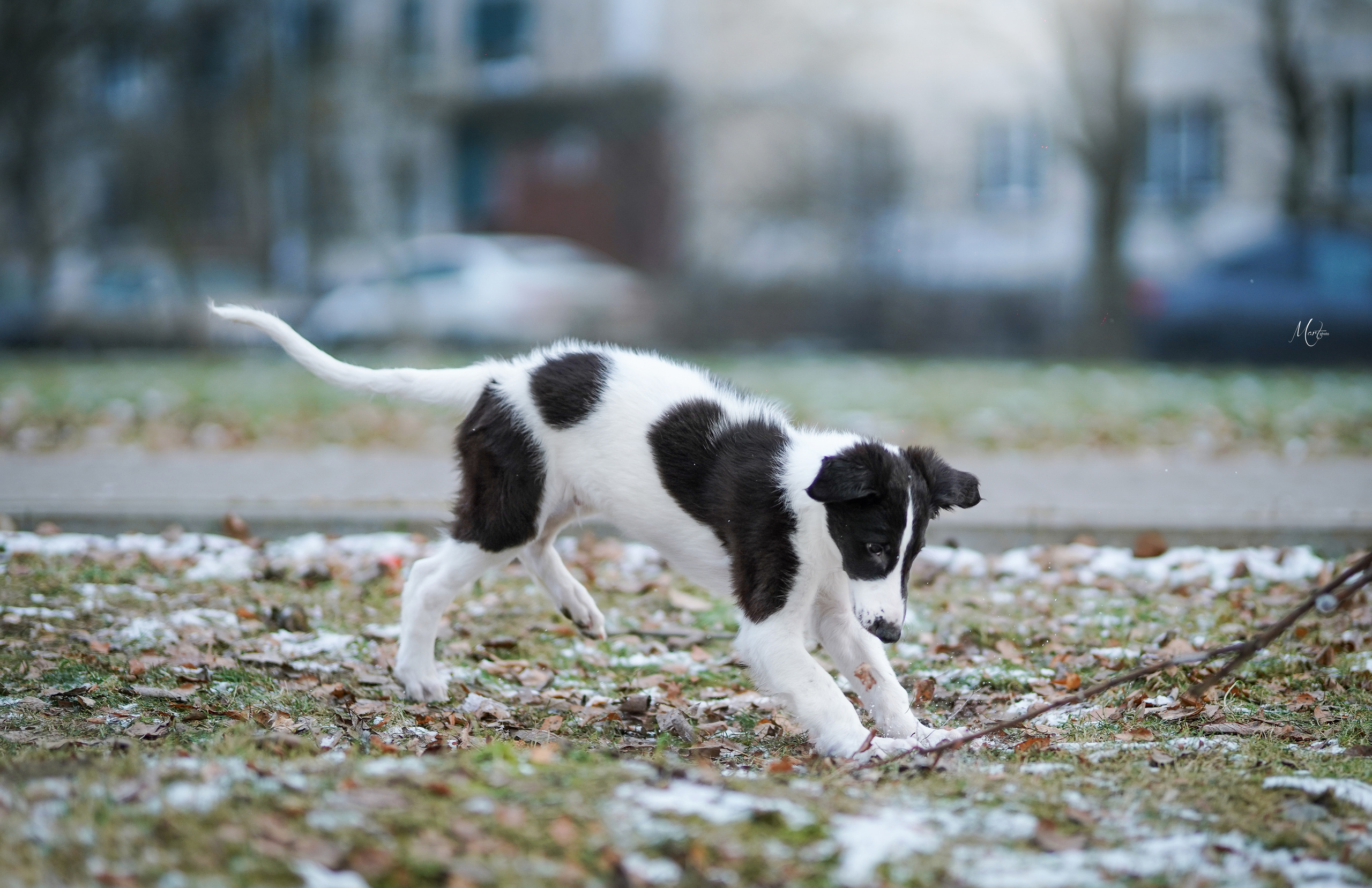 Щенки русской псовой борзой. Фотограф-анималист в Санкт-Петербурге Яна Мартынова