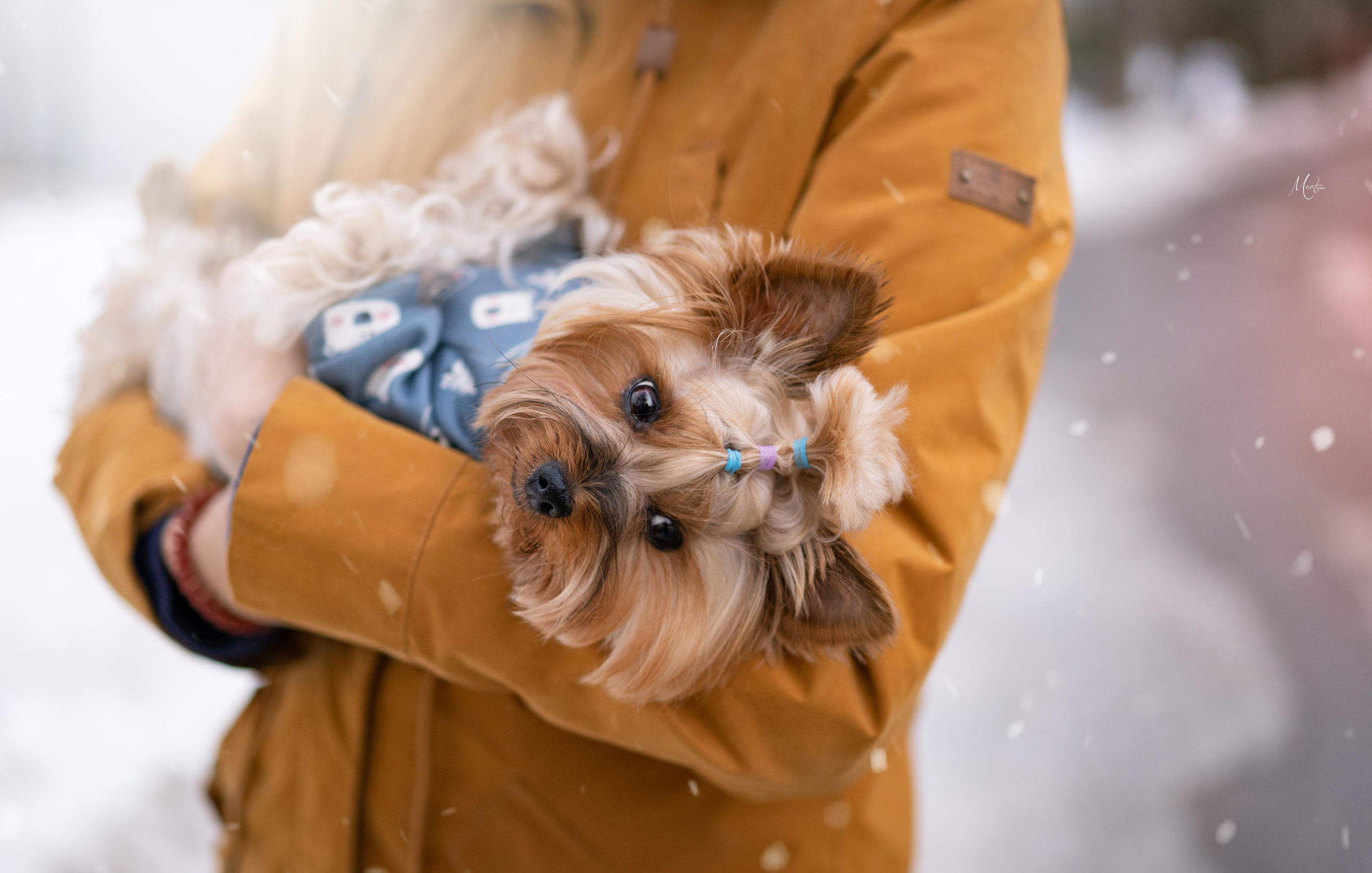 Эффи, Юни зима 23'. Фотограф-анималист в Санкт-Петербурге Яна Мартынова