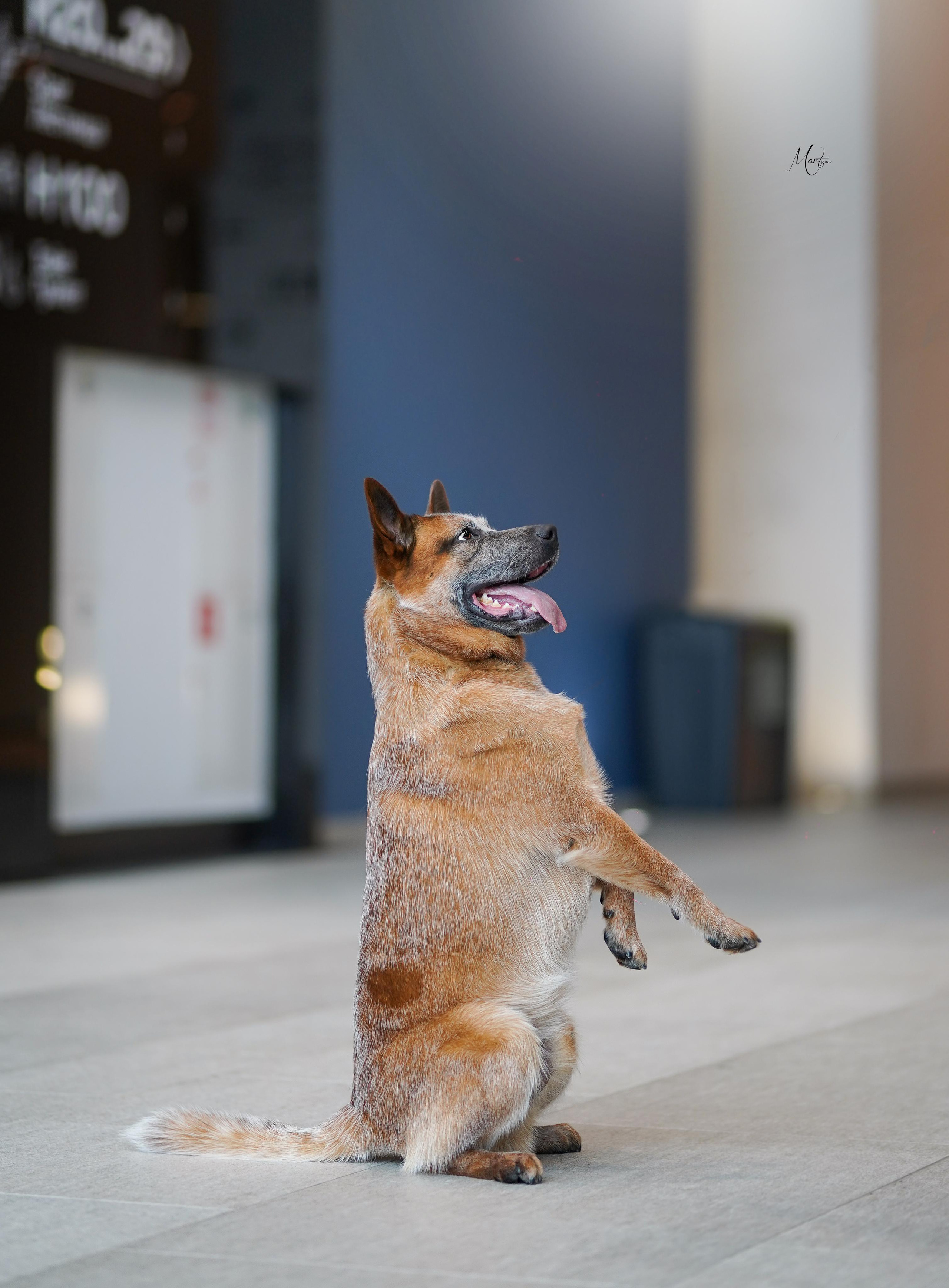 Экстерьерная съемка 2023. Фотограф-анималист в Санкт-Петербурге Яна Мартынова