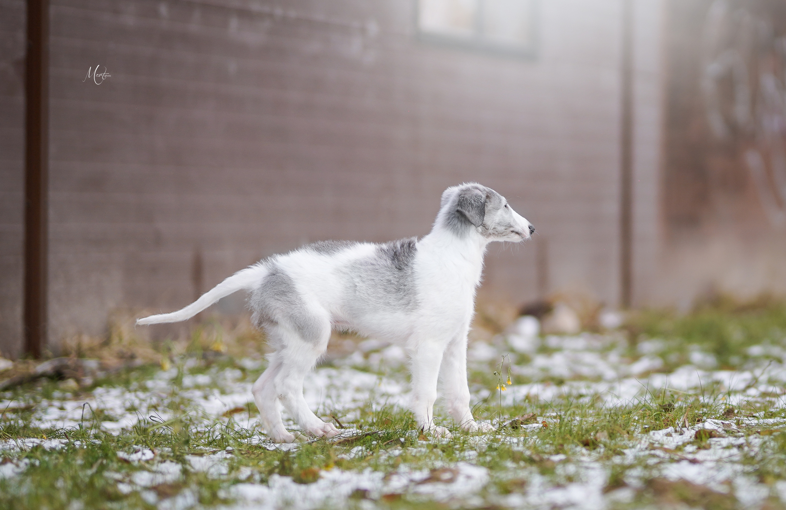 Щенки русской псовой борзой. Фотограф-анималист в Санкт-Петербурге Яна Мартынова