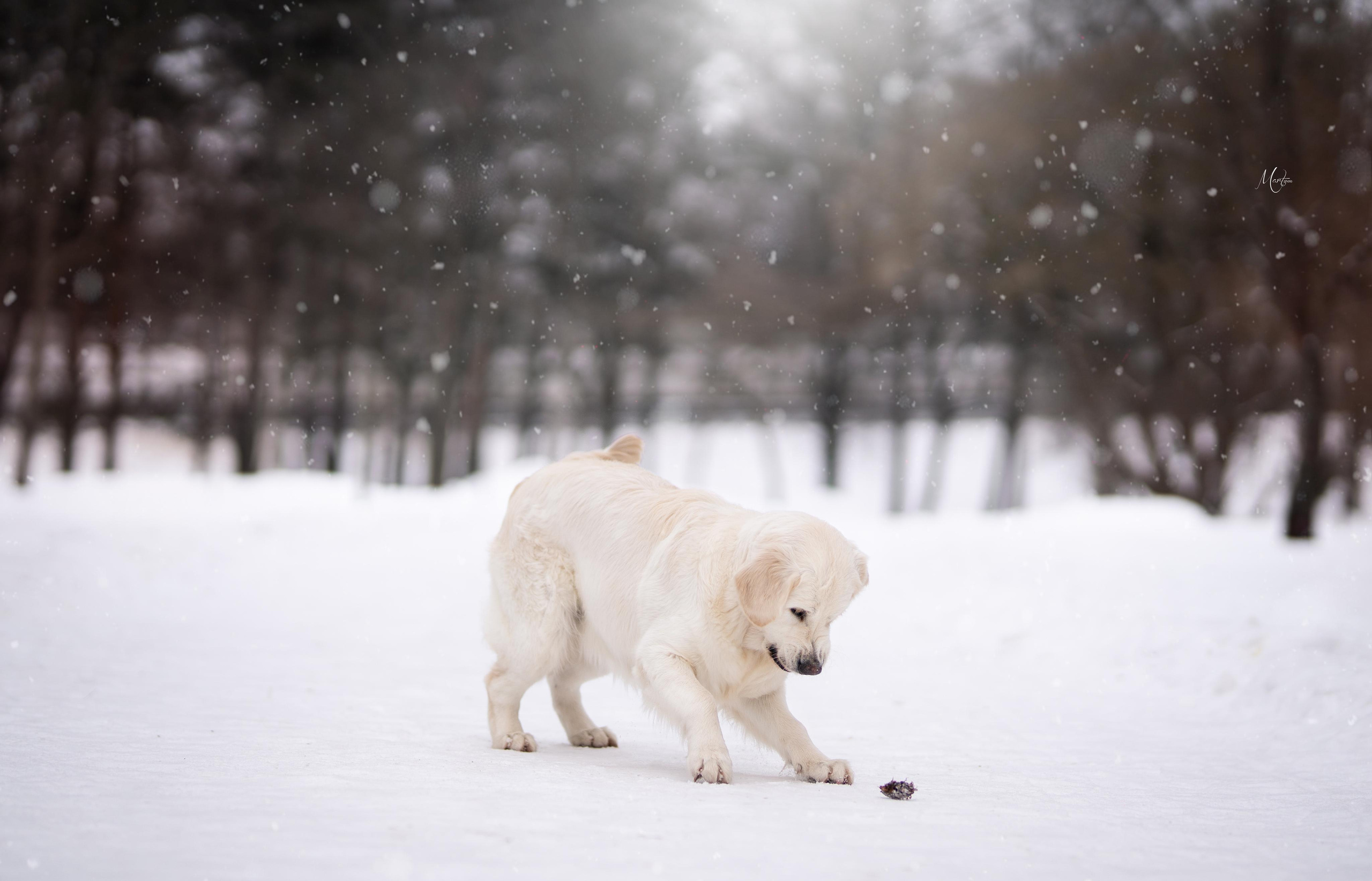 Татьяна и голдены. Фотограф-анималист в Санкт-Петербурге Яна Мартынова
