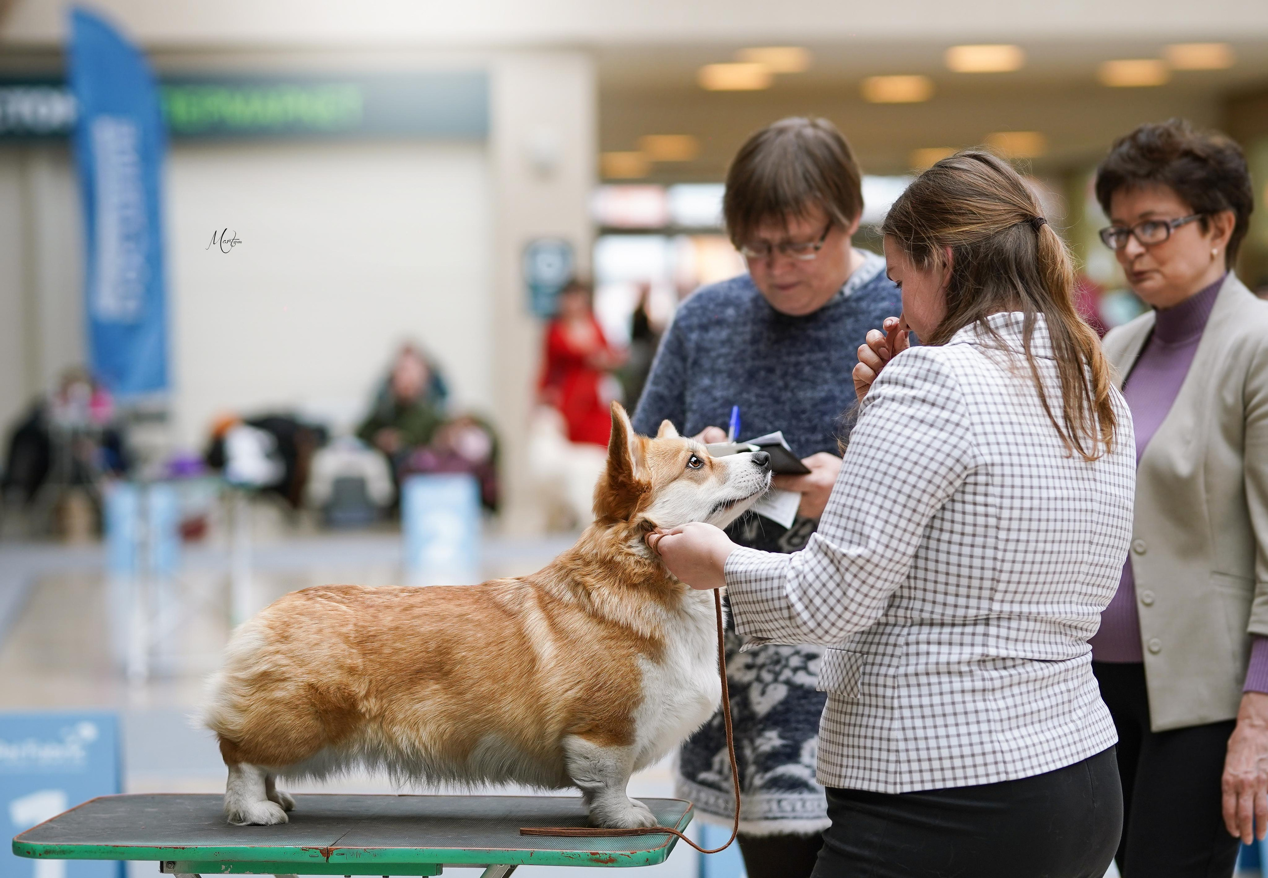 Выставки 2023. Фотограф-анималист в Санкт-Петербурге Яна Мартынова