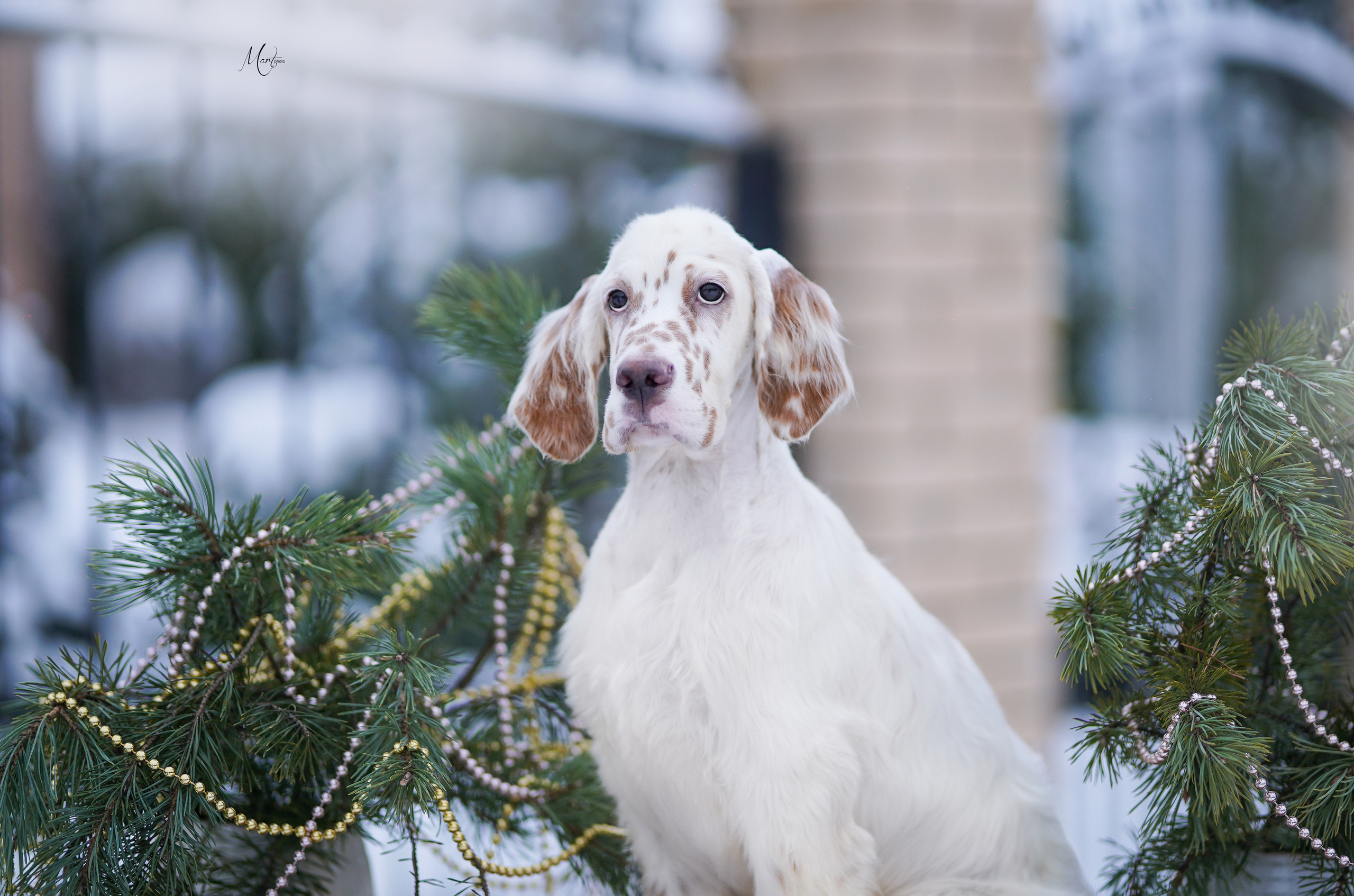 Щенки английского сеттера. Фотограф-анималист в Санкт-Петербурге Яна Мартынова