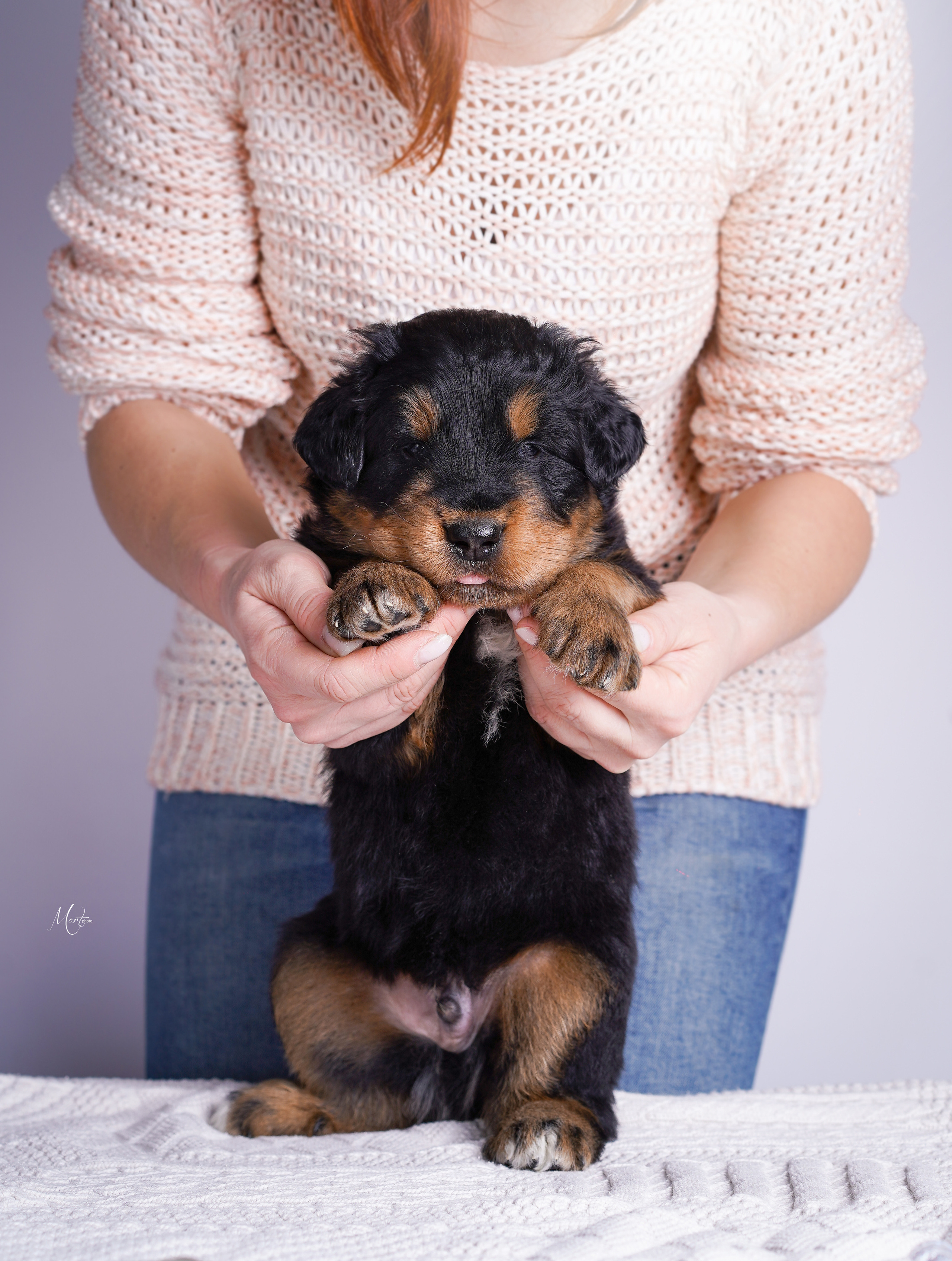 Щенки хотошо. Фотограф-анималист в Санкт-Петербурге Яна Мартынова