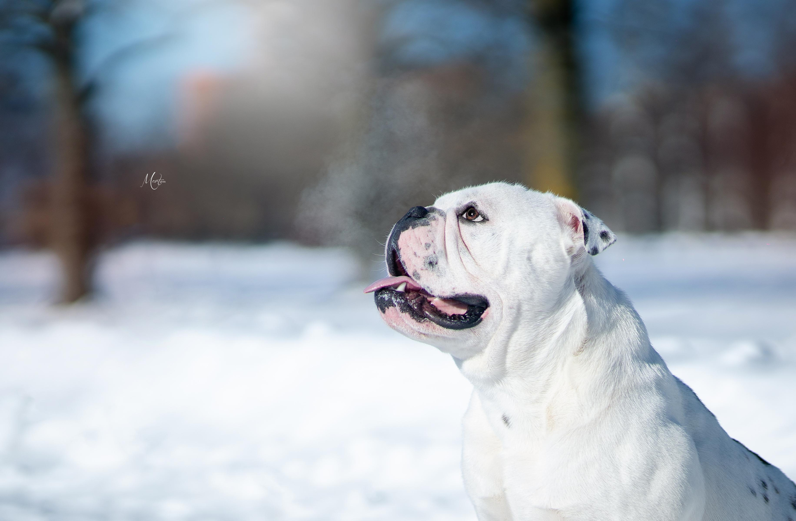 Наташа и Прайм. Фотограф-анималист в Санкт-Петербурге Яна Мартынова