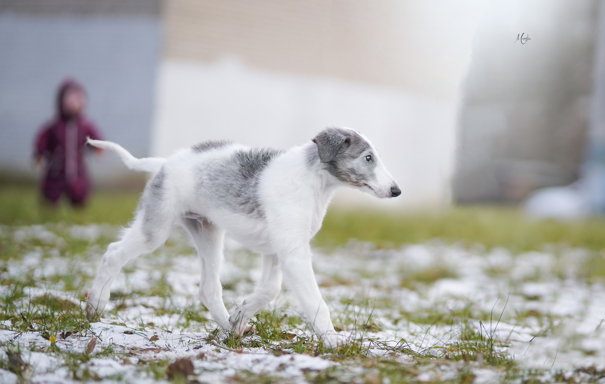 Щенки русской псовой борзой. Фотограф-анималист в Санкт-Петербурге Яна Мартынова