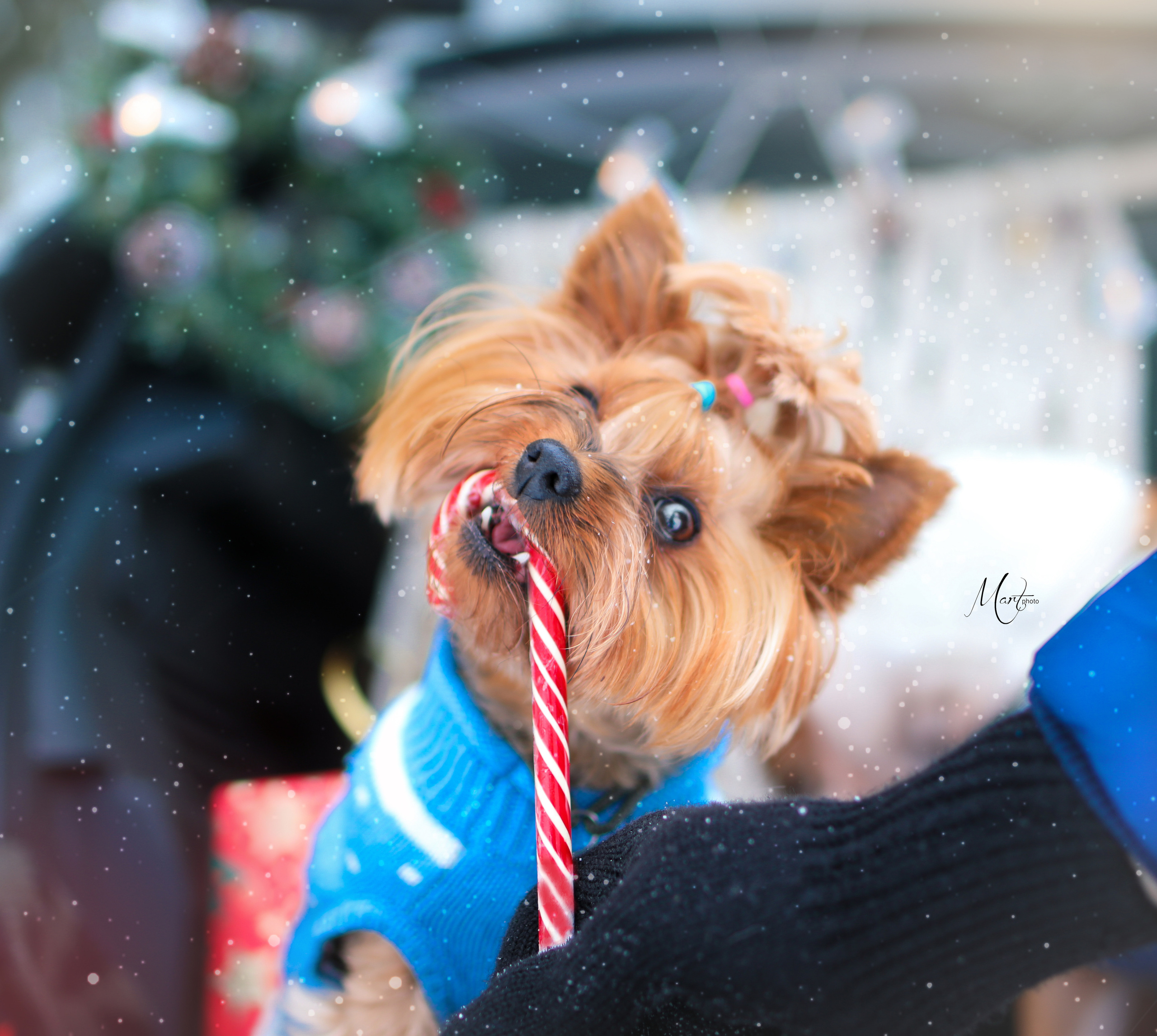 Эффи и Юни. Фотограф-анималист в Санкт-Петербурге Яна Мартынова