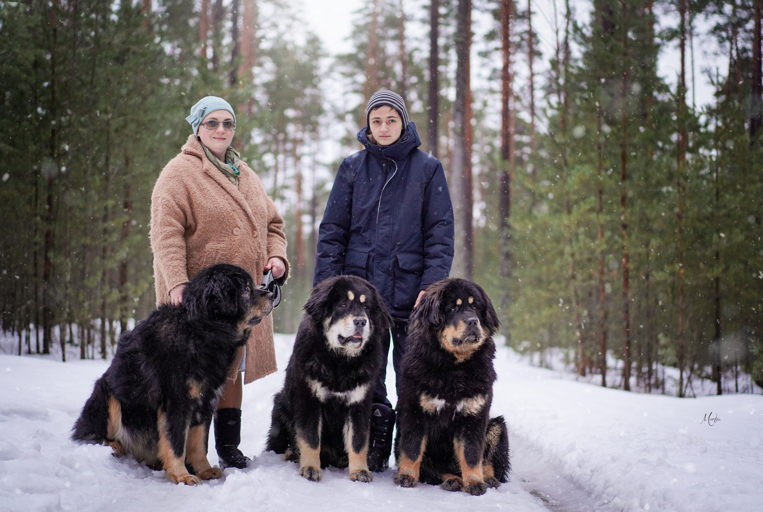 Тибеты. Фотограф-анималист в Санкт-Петербурге Яна Мартынова
