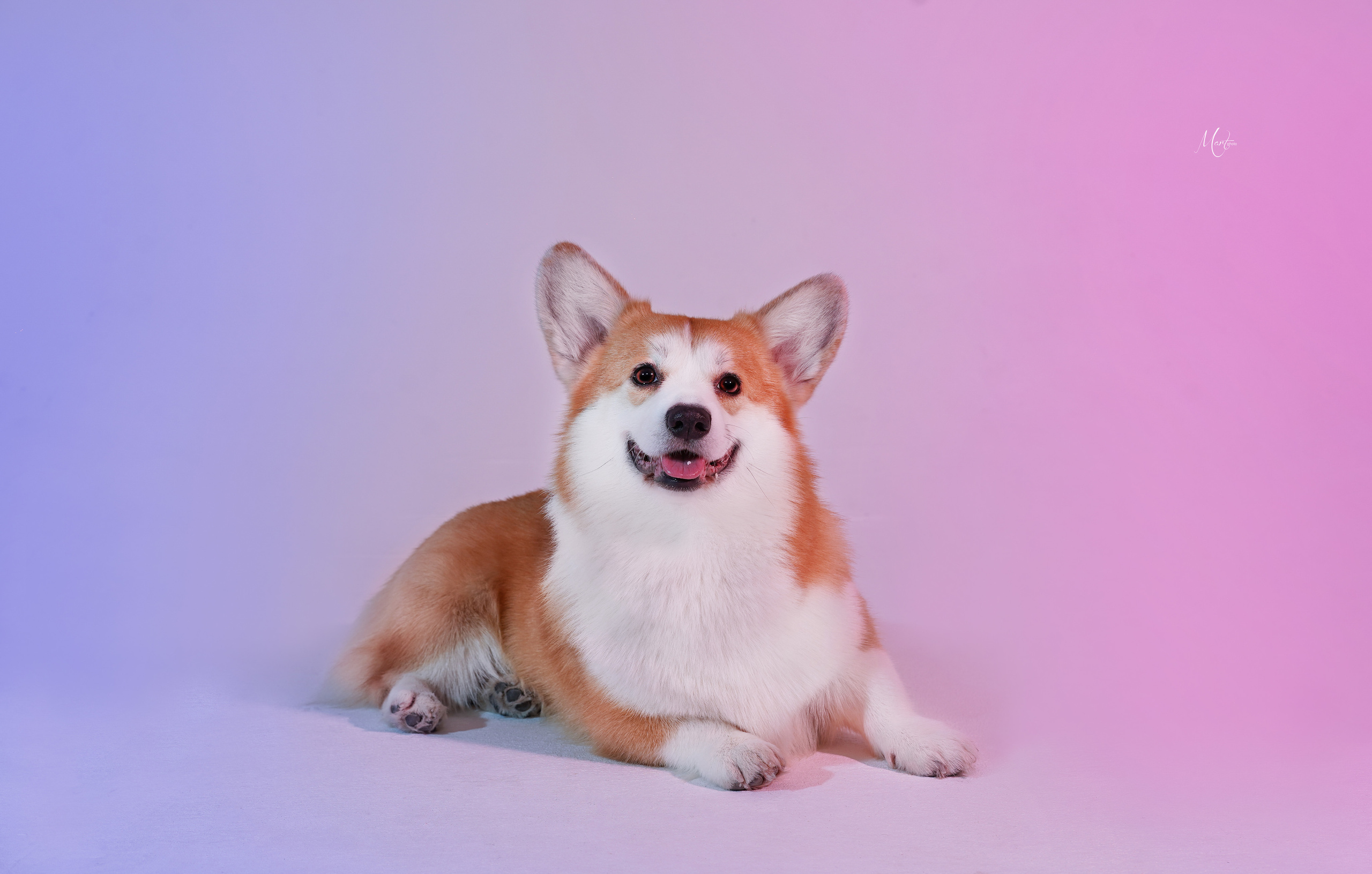 Корги Гномик. Фотограф-анималист в Санкт-Петербурге Яна Мартынова