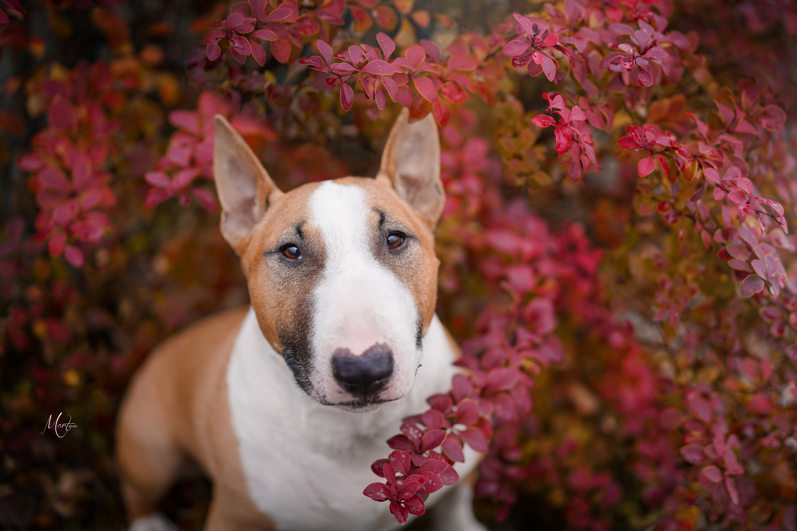 Услуги. Фотограф-анималист в Санкт-Петербурге Яна Мартынова