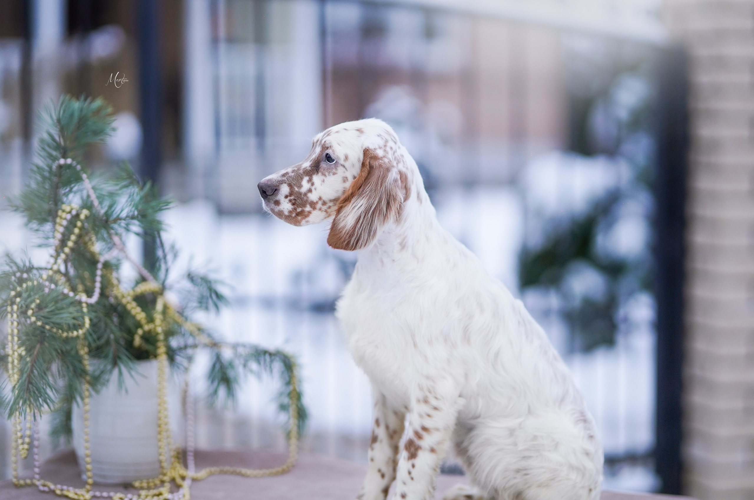 Щенки английского сеттера. Фотограф-анималист в Санкт-Петербурге Яна Мартынова