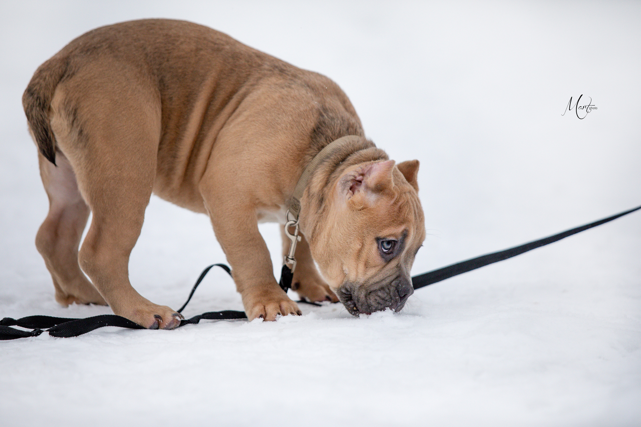 Щенки американского булли. Фотограф-анималист в Санкт-Петербурге Яна Мартынова