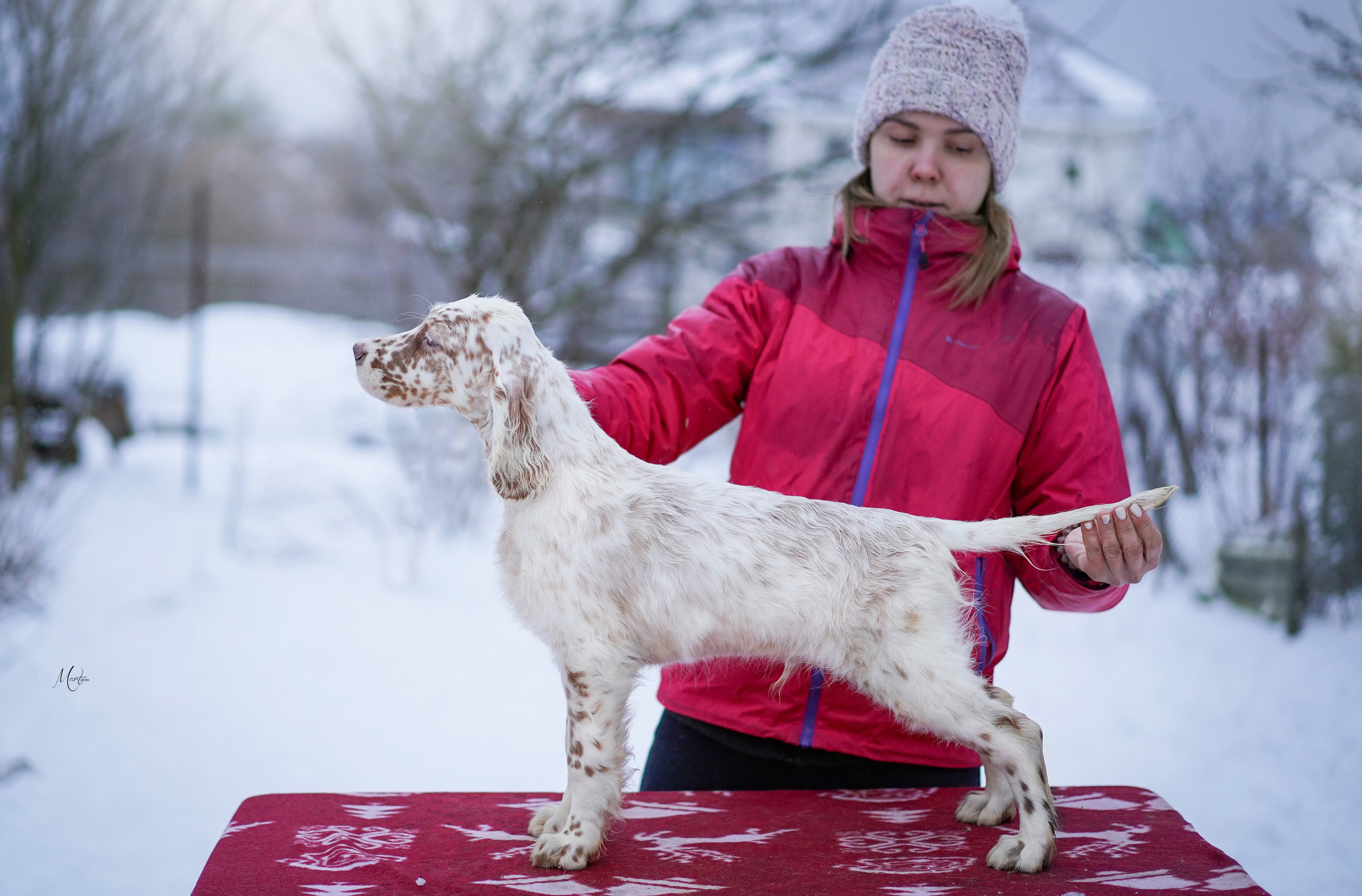 Щенки английского сеттера. Фотограф-анималист в Санкт-Петербурге Яна Мартынова