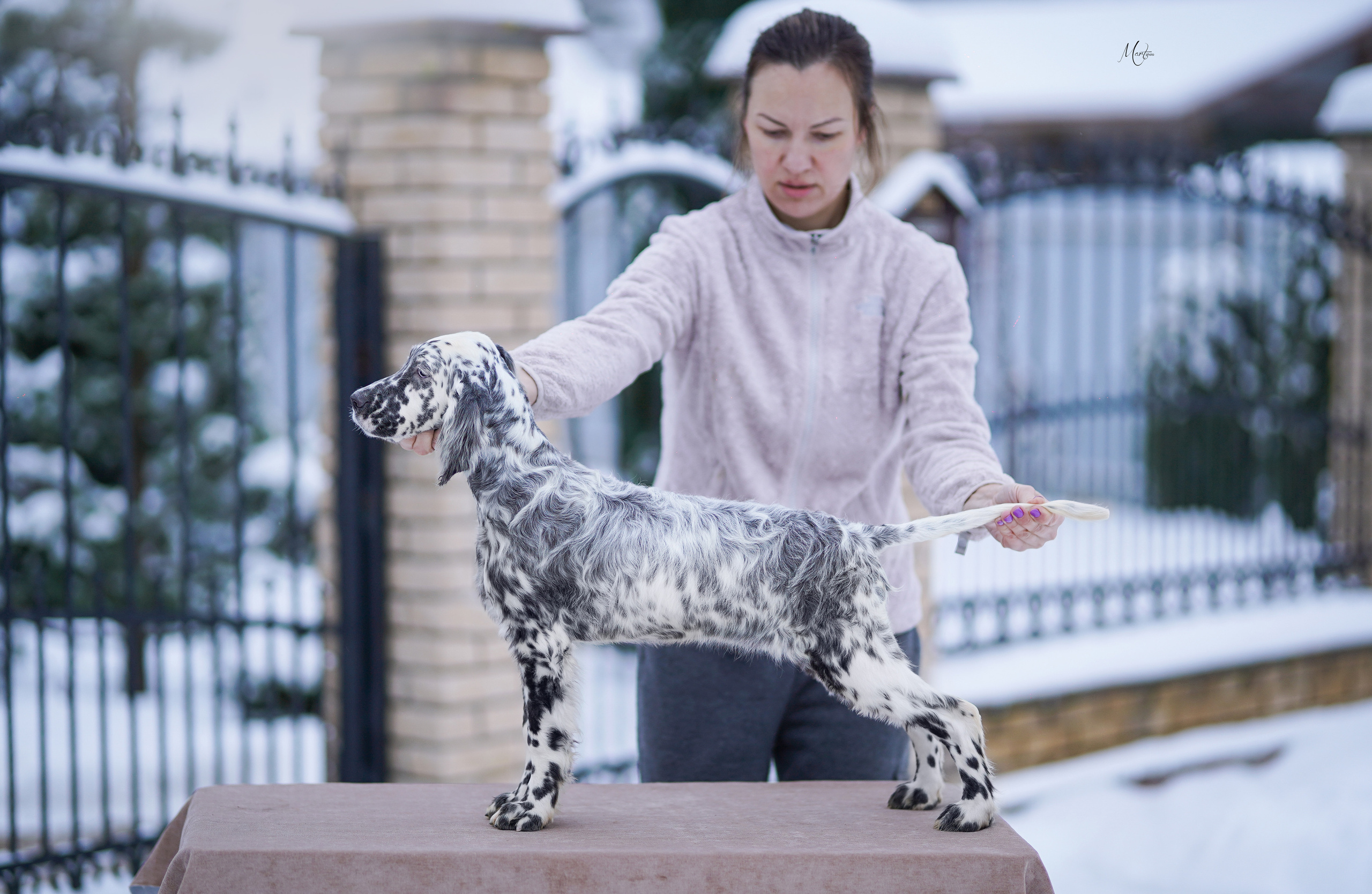 Щенки английского сеттера. Фотограф-анималист в Санкт-Петербурге Яна Мартынова