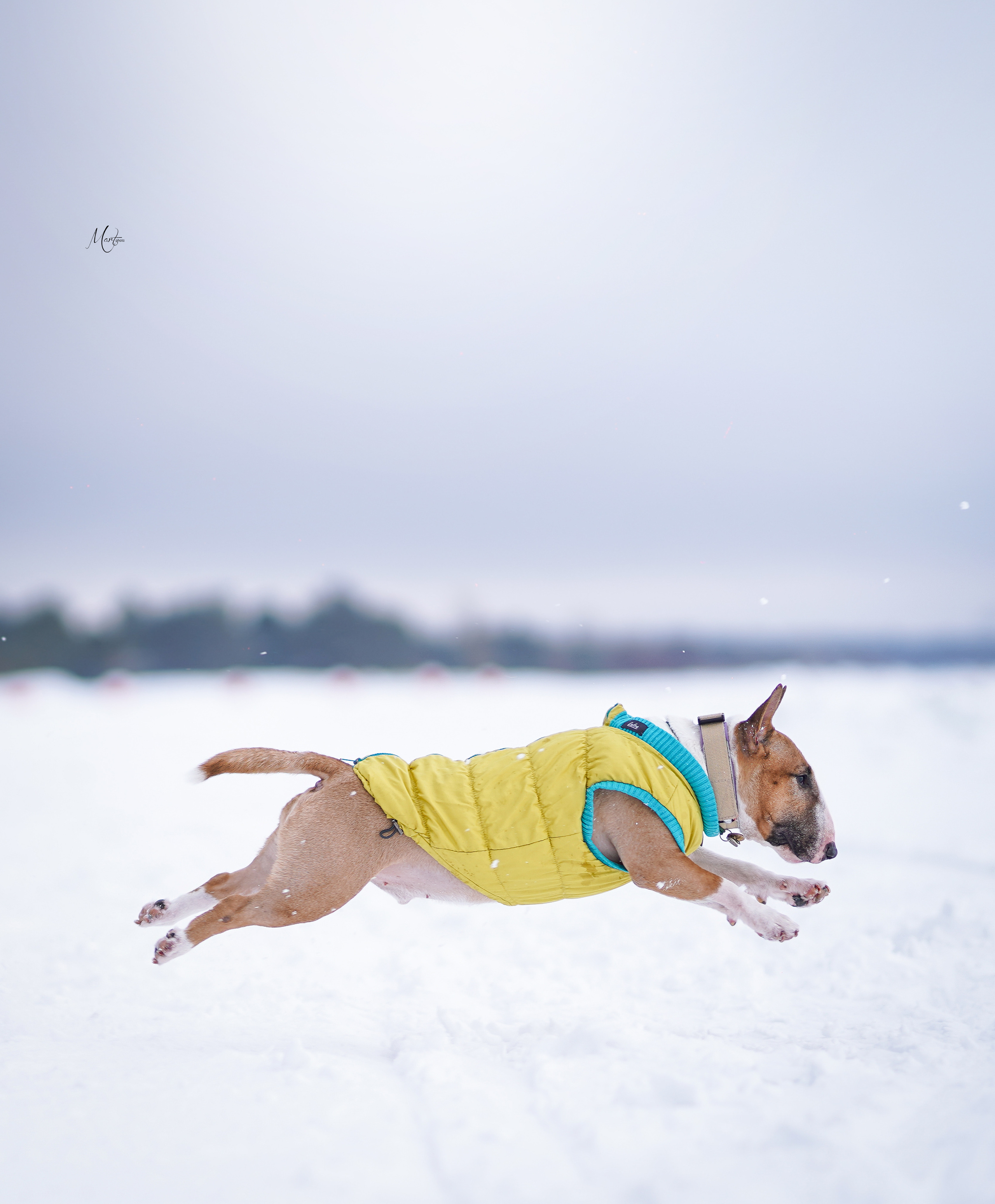 Эффи, Юни зима 23'. Фотограф-анималист в Санкт-Петербурге Яна Мартынова