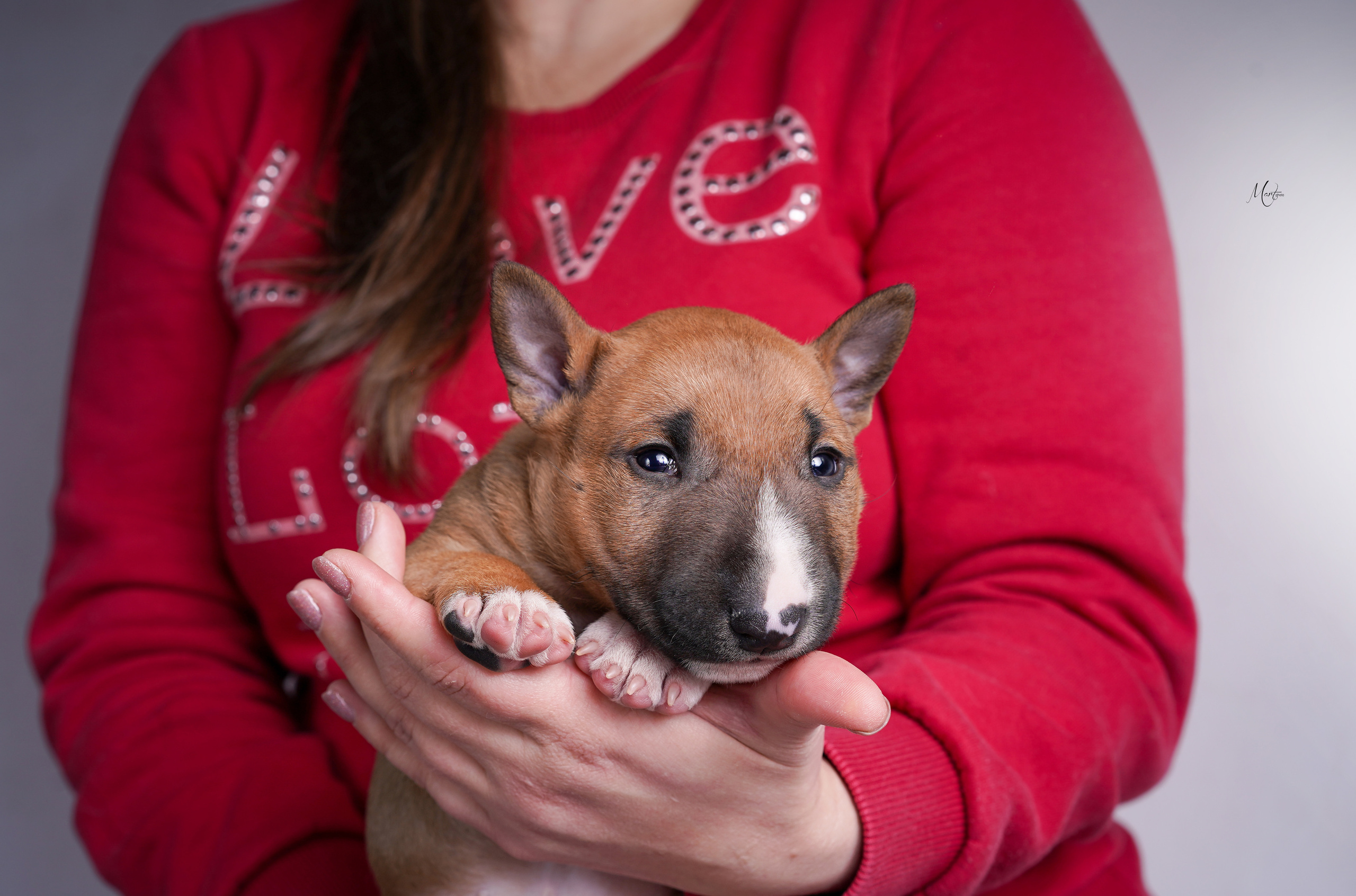 Щенок минибуля. Фотограф-анималист в Санкт-Петербурге Яна Мартынова