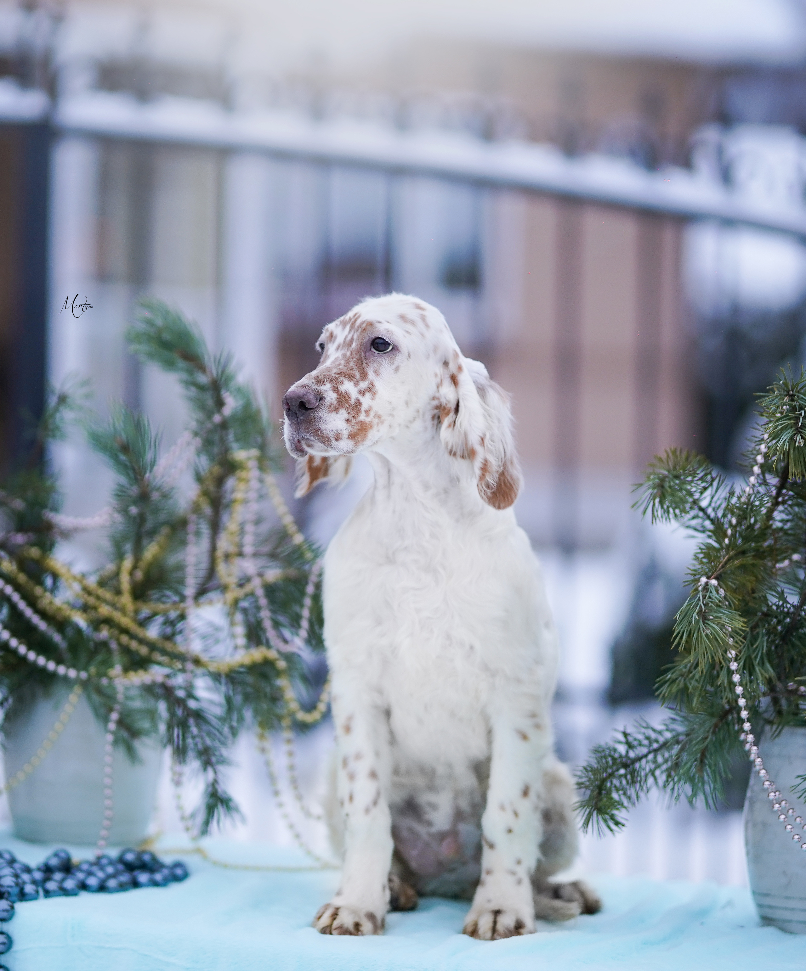 Щенки английского сеттера. Фотограф-анималист в Санкт-Петербурге Яна Мартынова