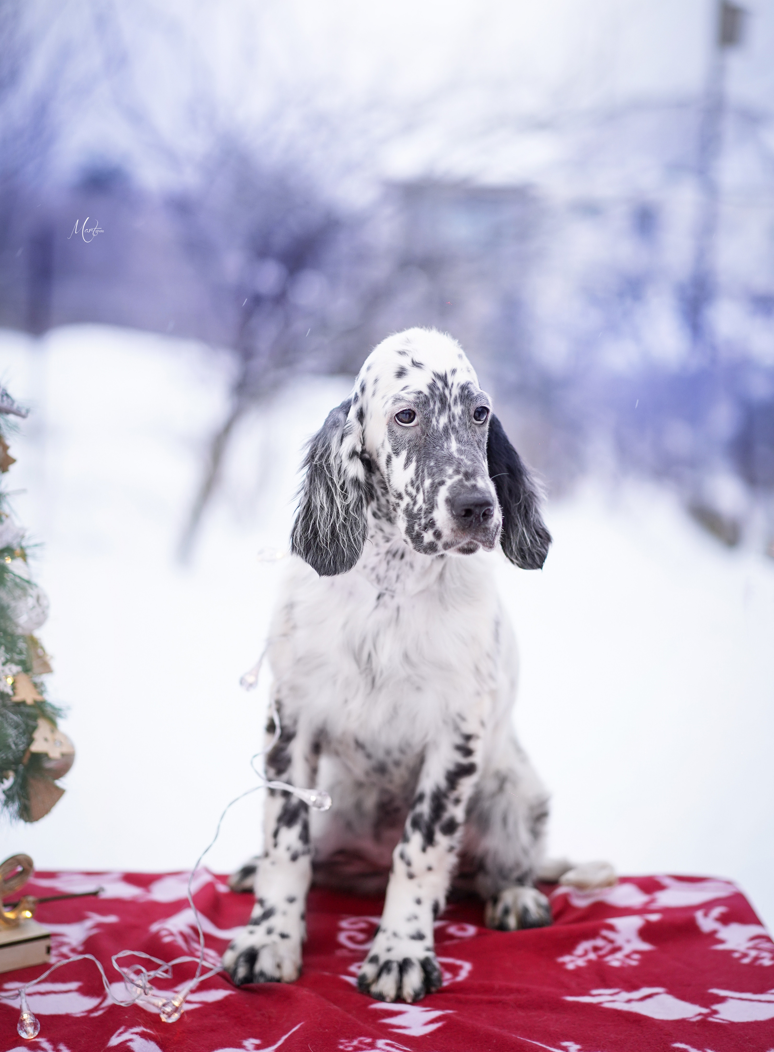 Щенки английского сеттера. Фотограф-анималист в Санкт-Петербурге Яна Мартынова