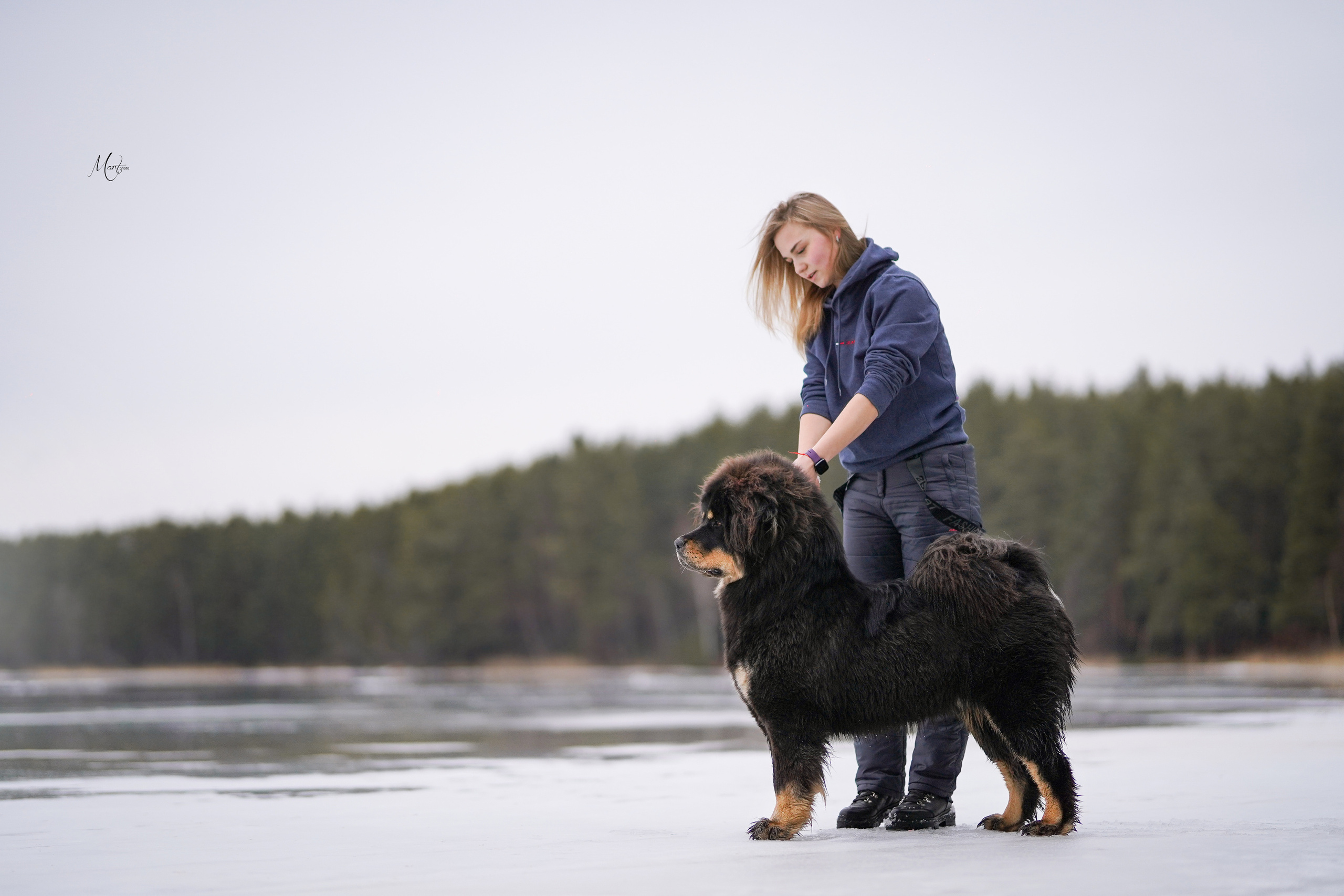 Тибеты. Фотограф-анималист в Санкт-Петербурге Яна Мартынова