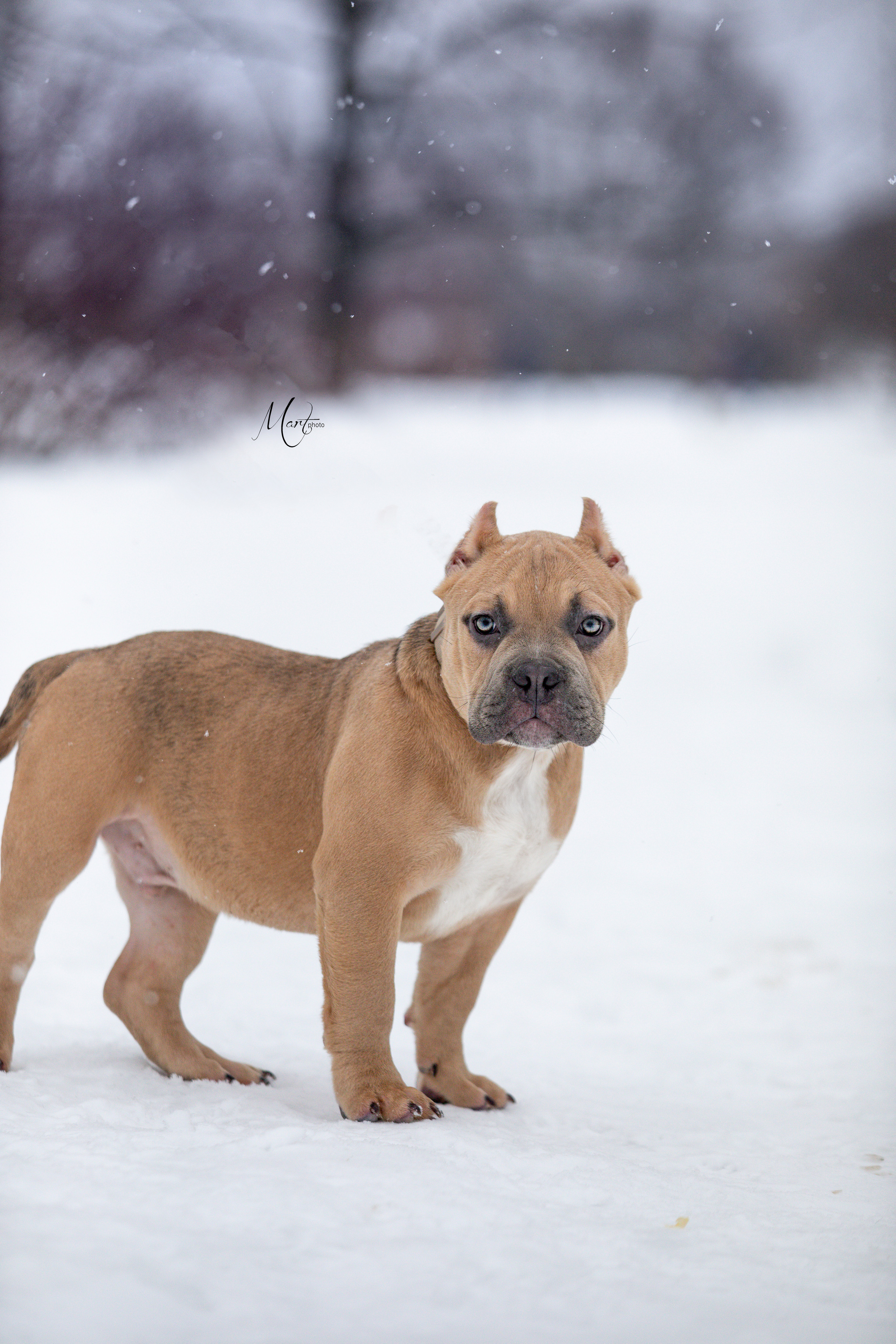 Щенки американского булли. Фотограф-анималист в Санкт-Петербурге Яна Мартынова
